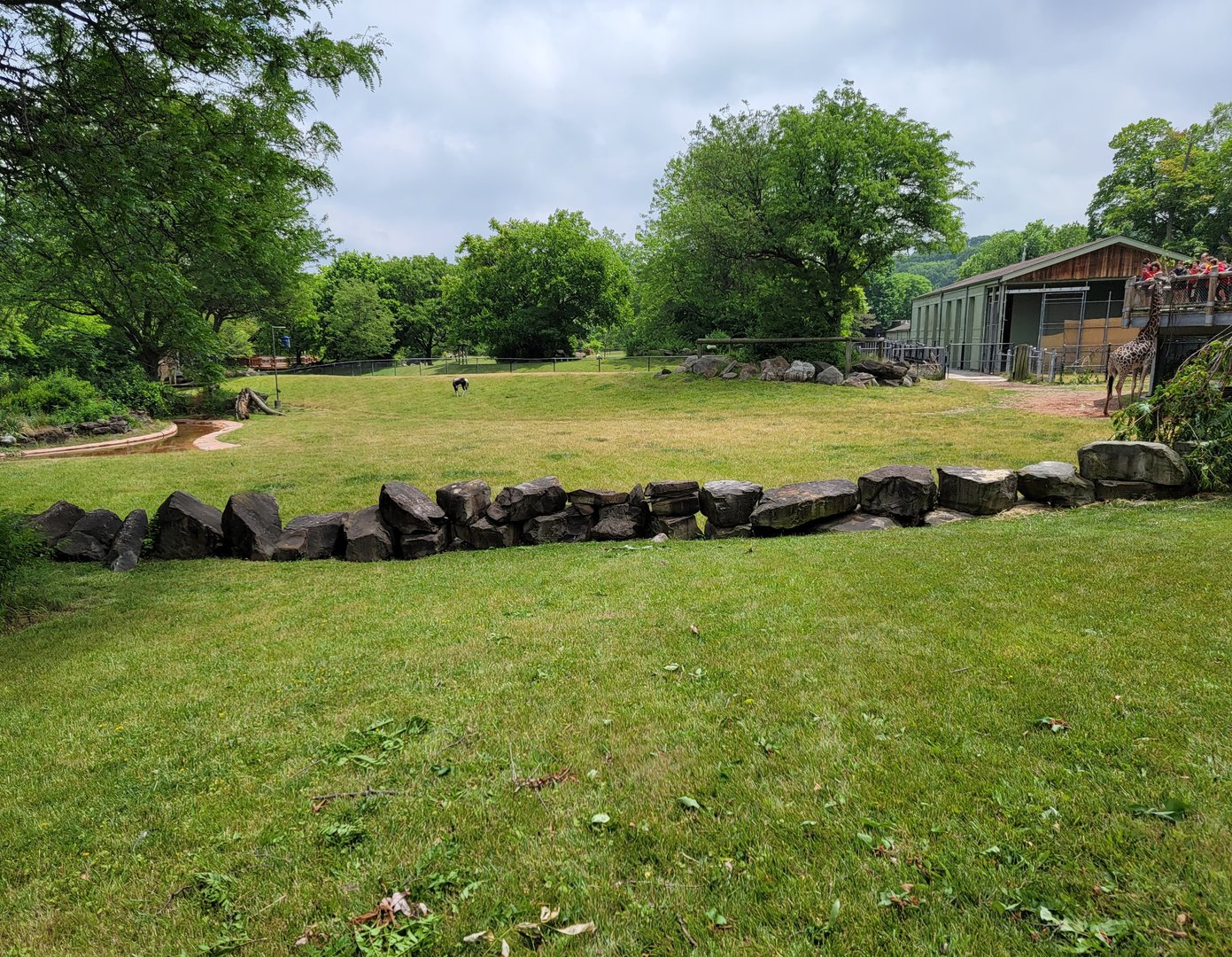Cleveland Zoo - Africa, Giraffes and bontebok