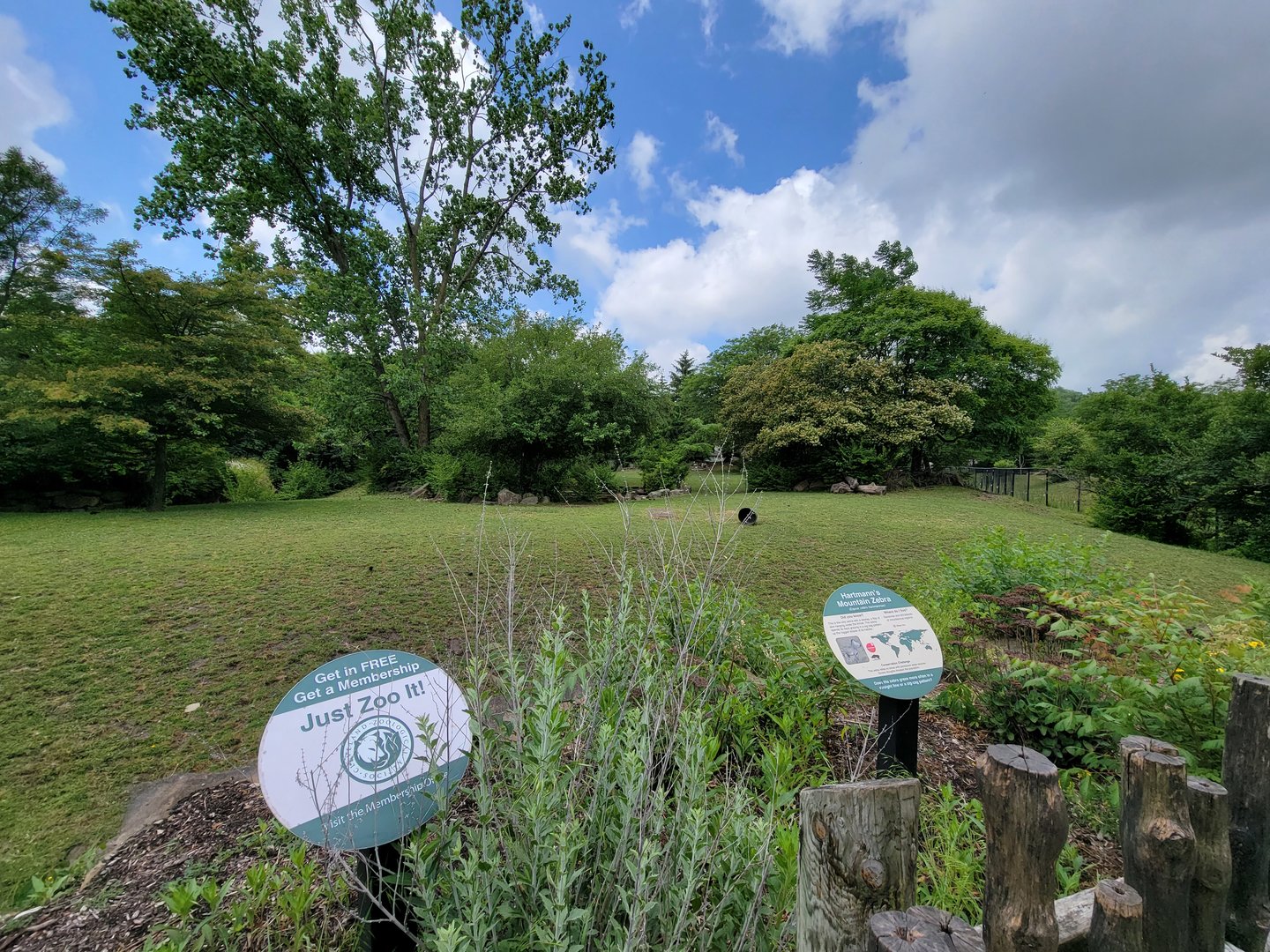 Cleveland Zoo - Africa, Hartmann's mountain zebra, etc. yard