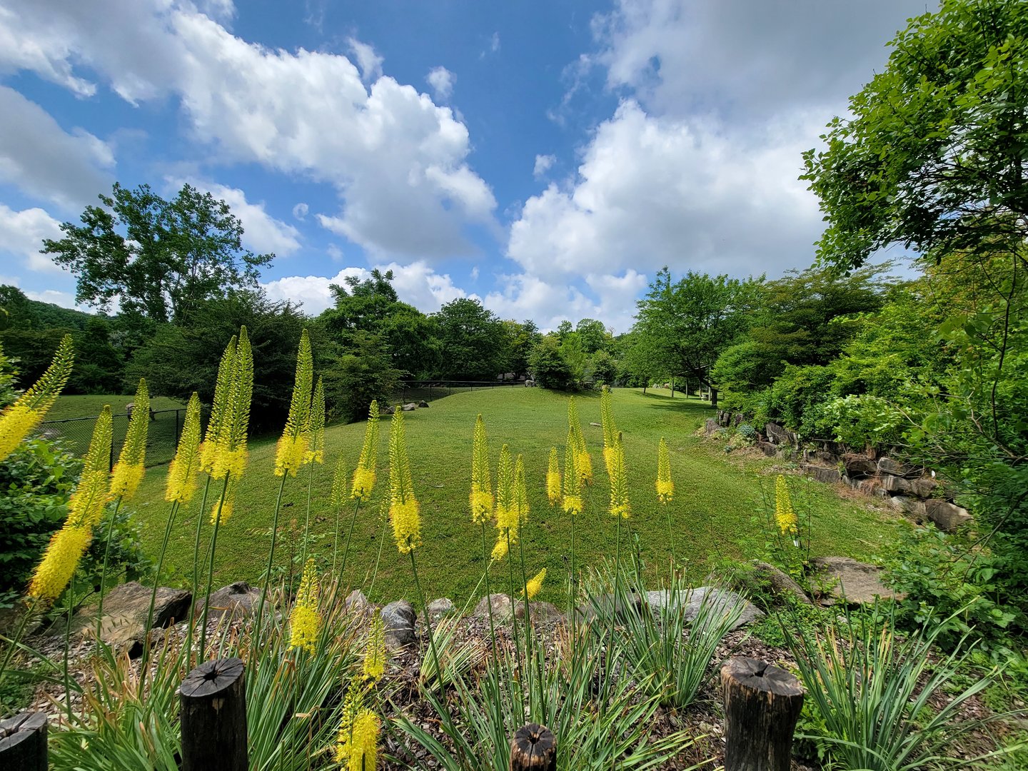 Cleveland Zoo - Africa, Hartmann's mountain zebra, etc. yard