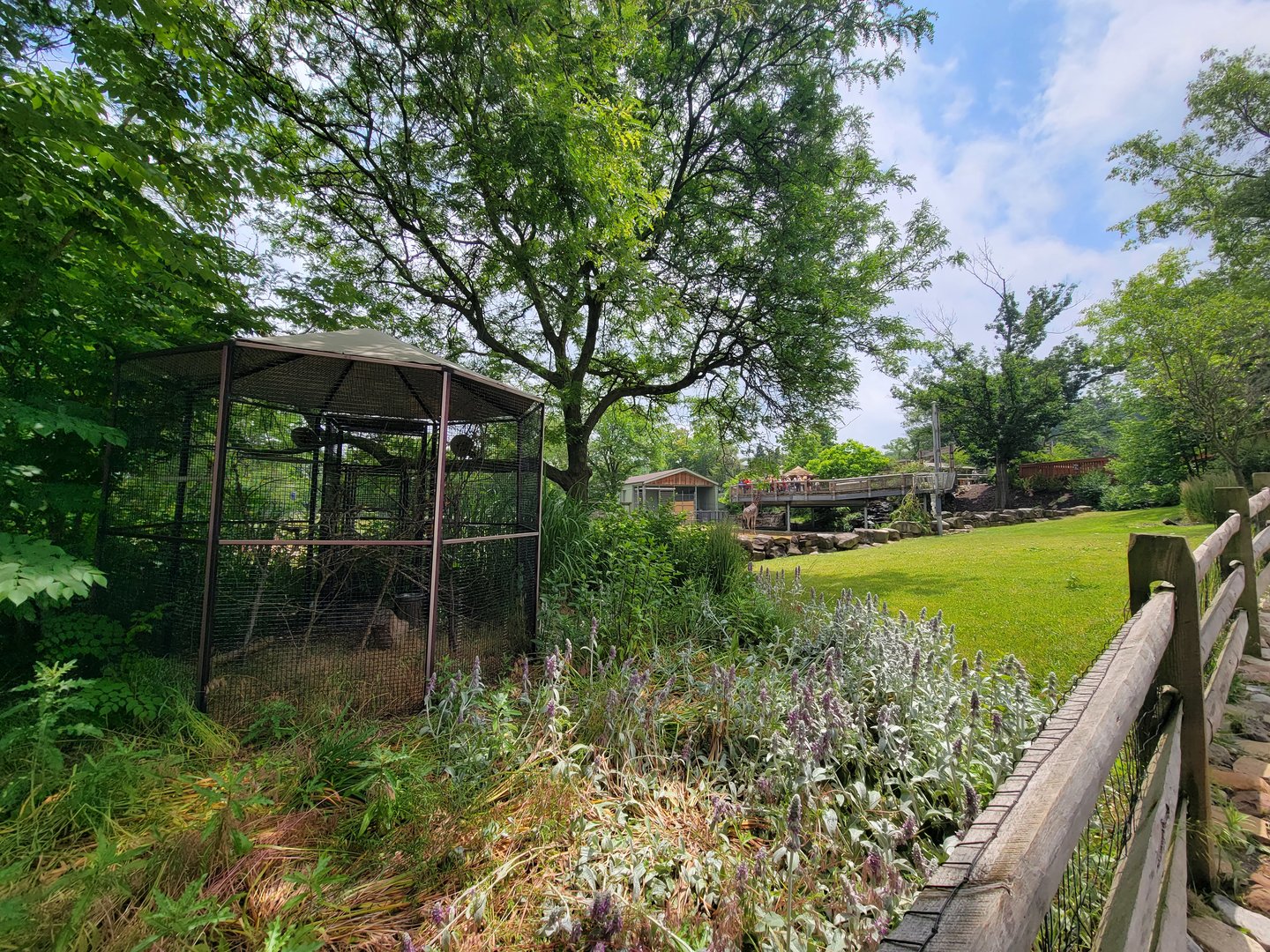 Cleveland Zoo - Africa, Superb starling, giraffe feeding platform