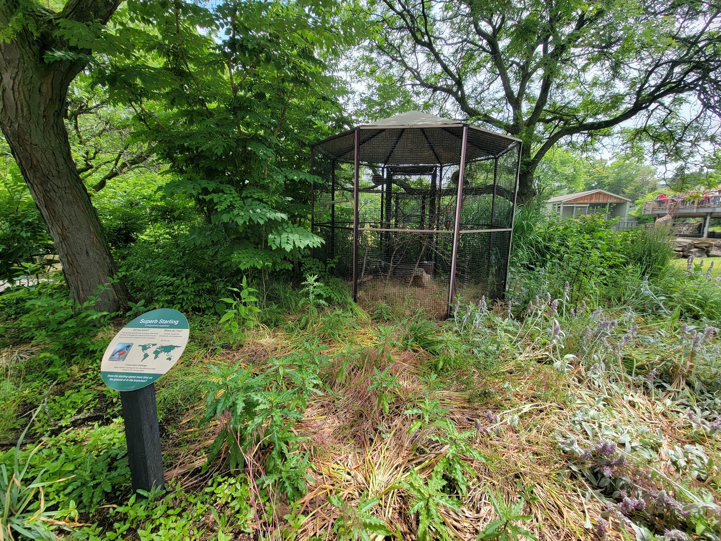 Cleveland Zoo - Africa, Superb starling