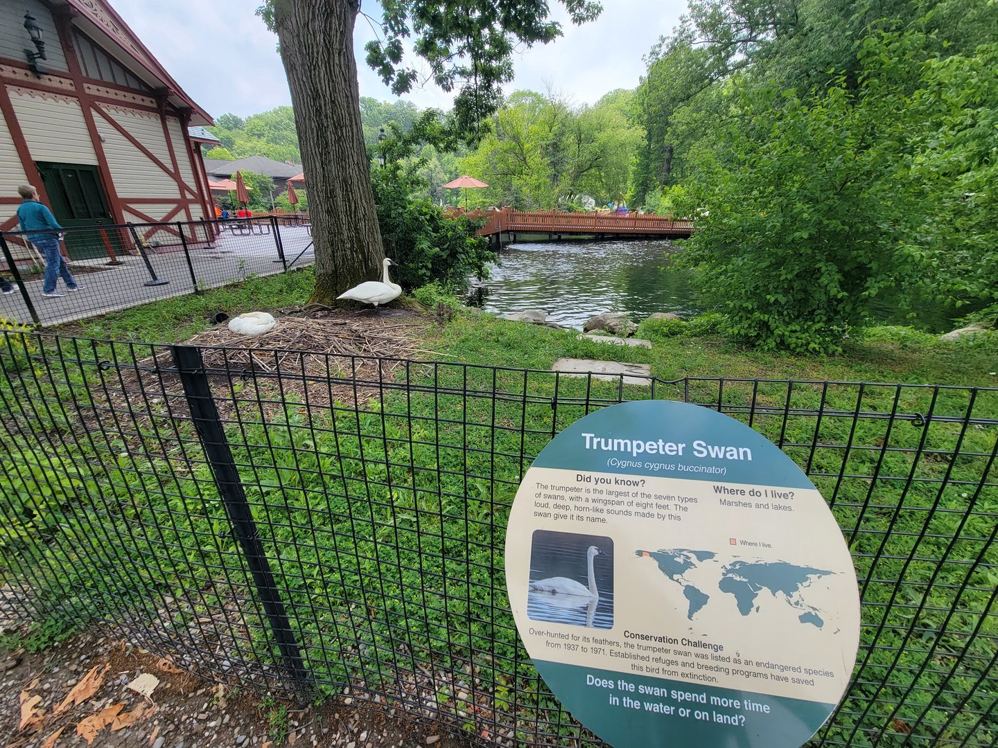 Cleveland Zoo - Africa, Trumpeter swans nesting