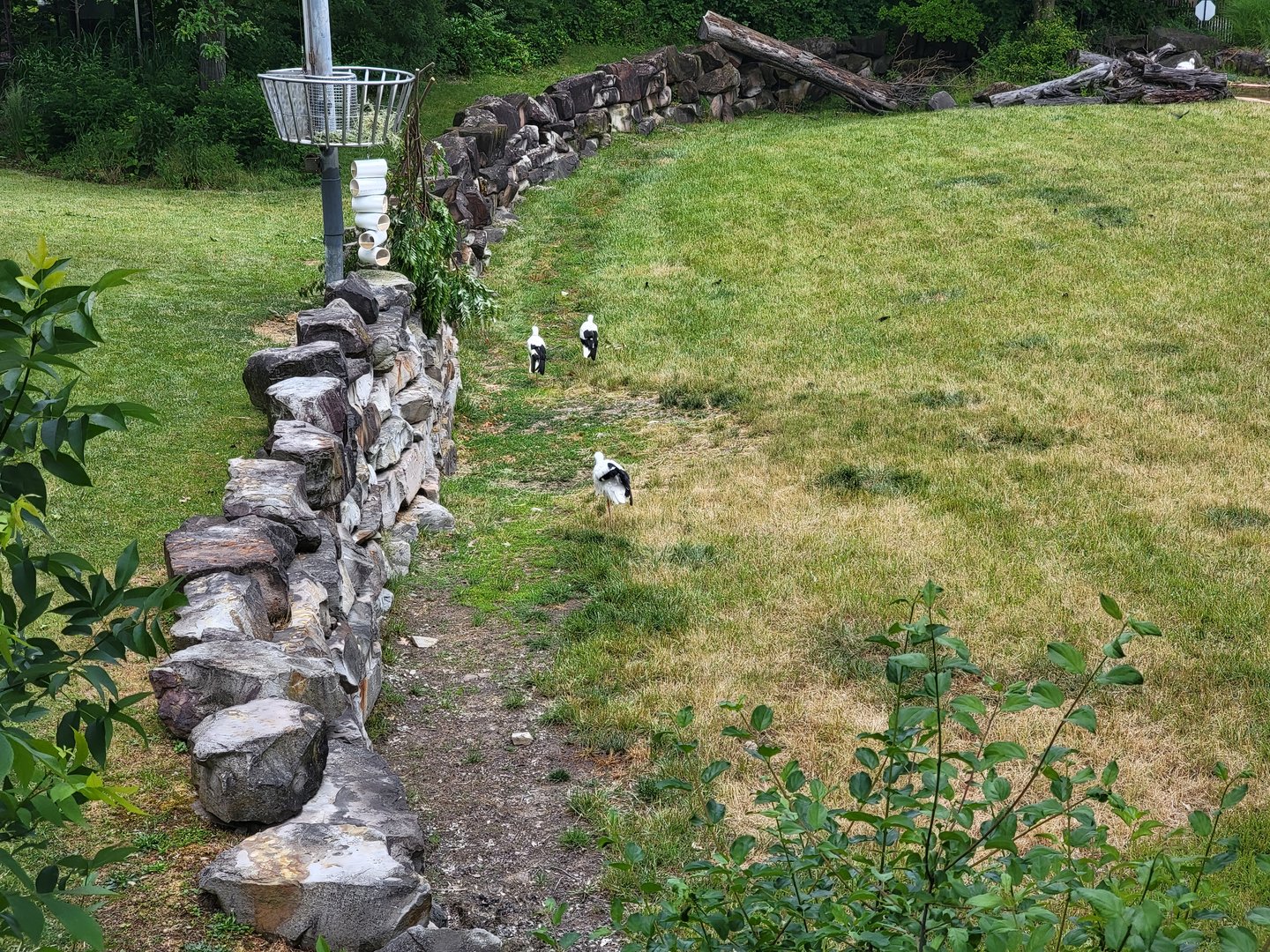 Cleveland Zoo - Africa, White storks