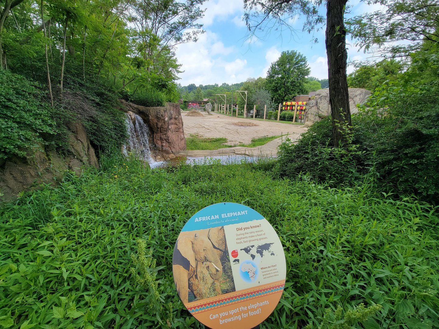Cleveland Zoo - African elephants