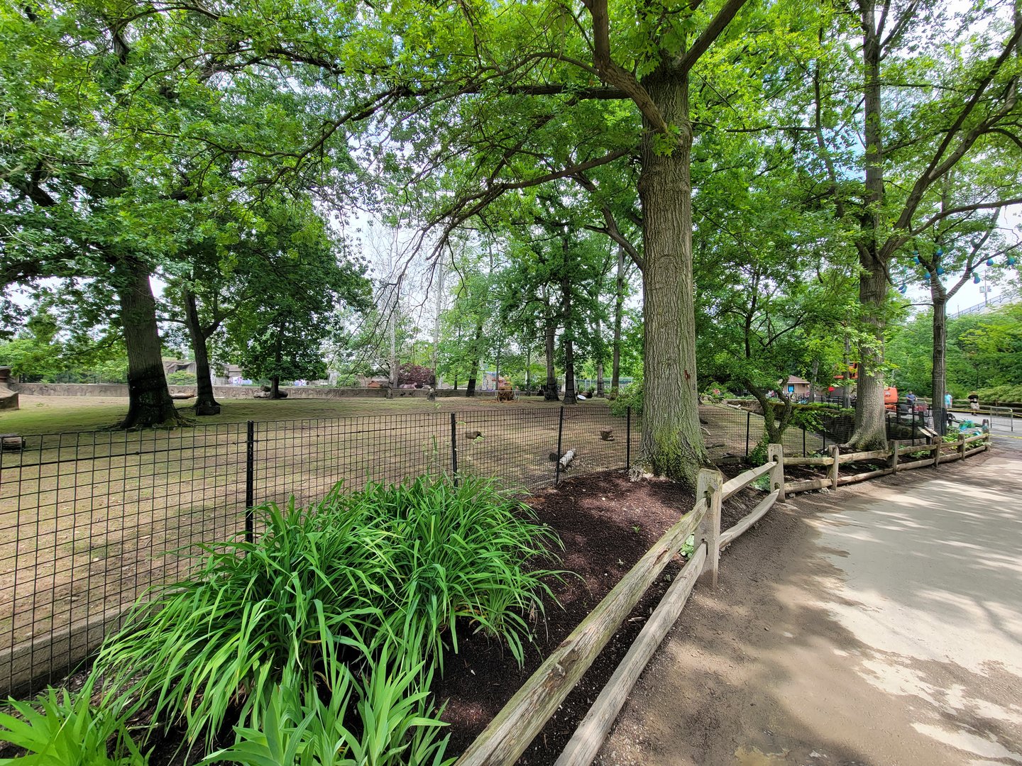 Cleveland Zoo - American bison