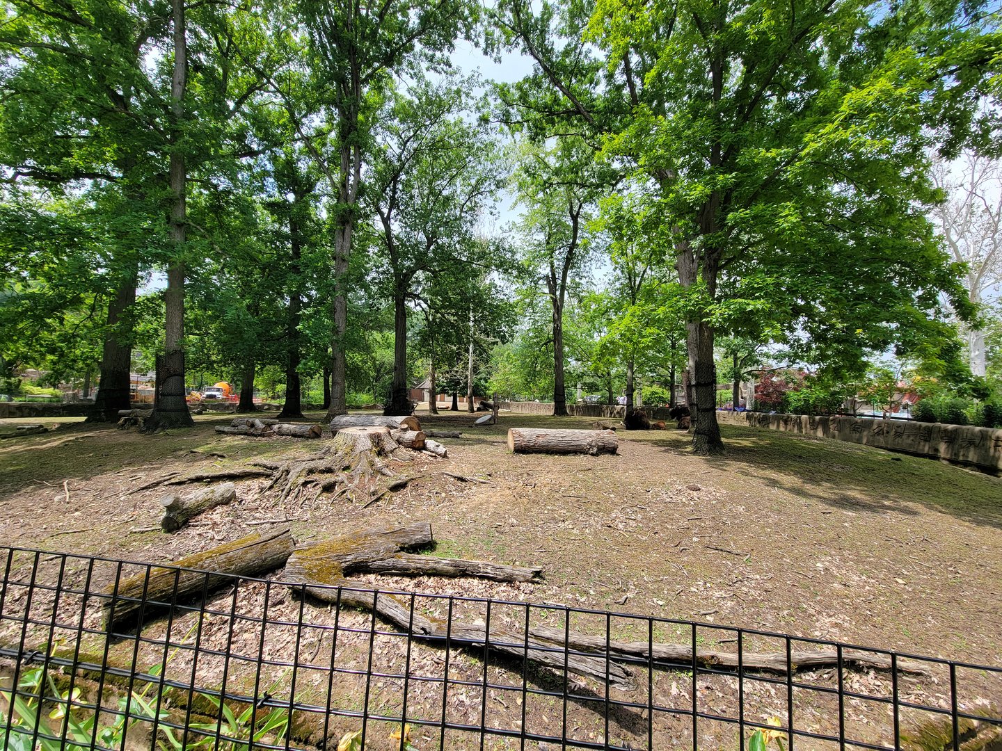 Cleveland Zoo - American bison