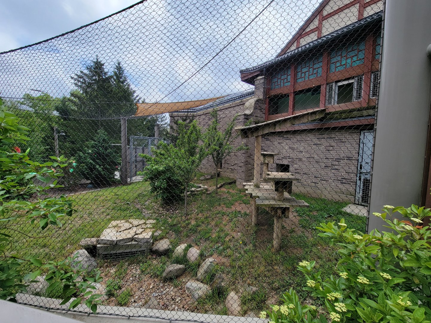 Cleveland Zoo - Asia Passage, Amur leopard yard