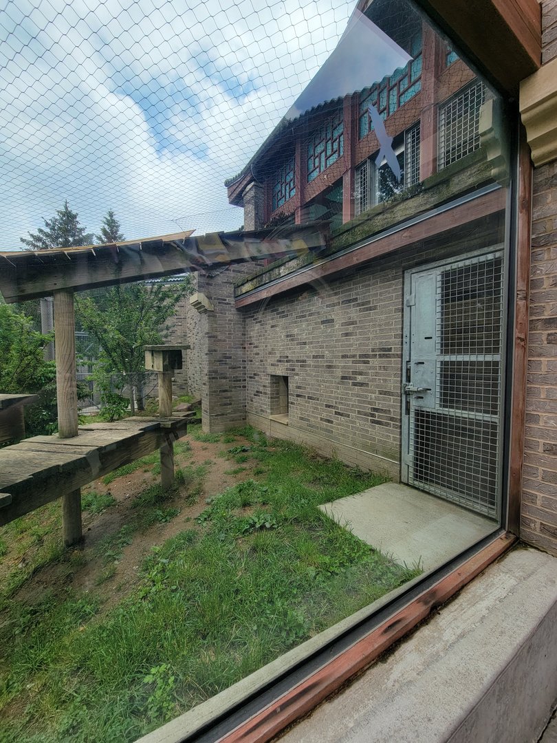 Cleveland Zoo - Asia Passage, Amur leopard yard