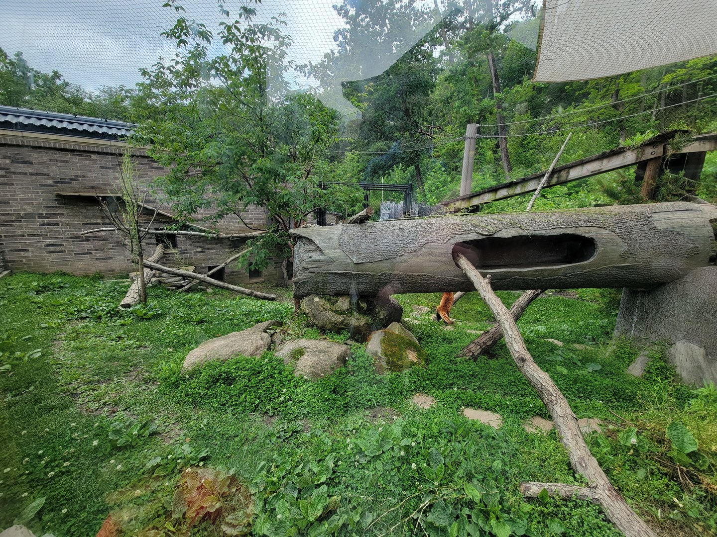Cleveland Zoo - Asia Passage, Red pandas