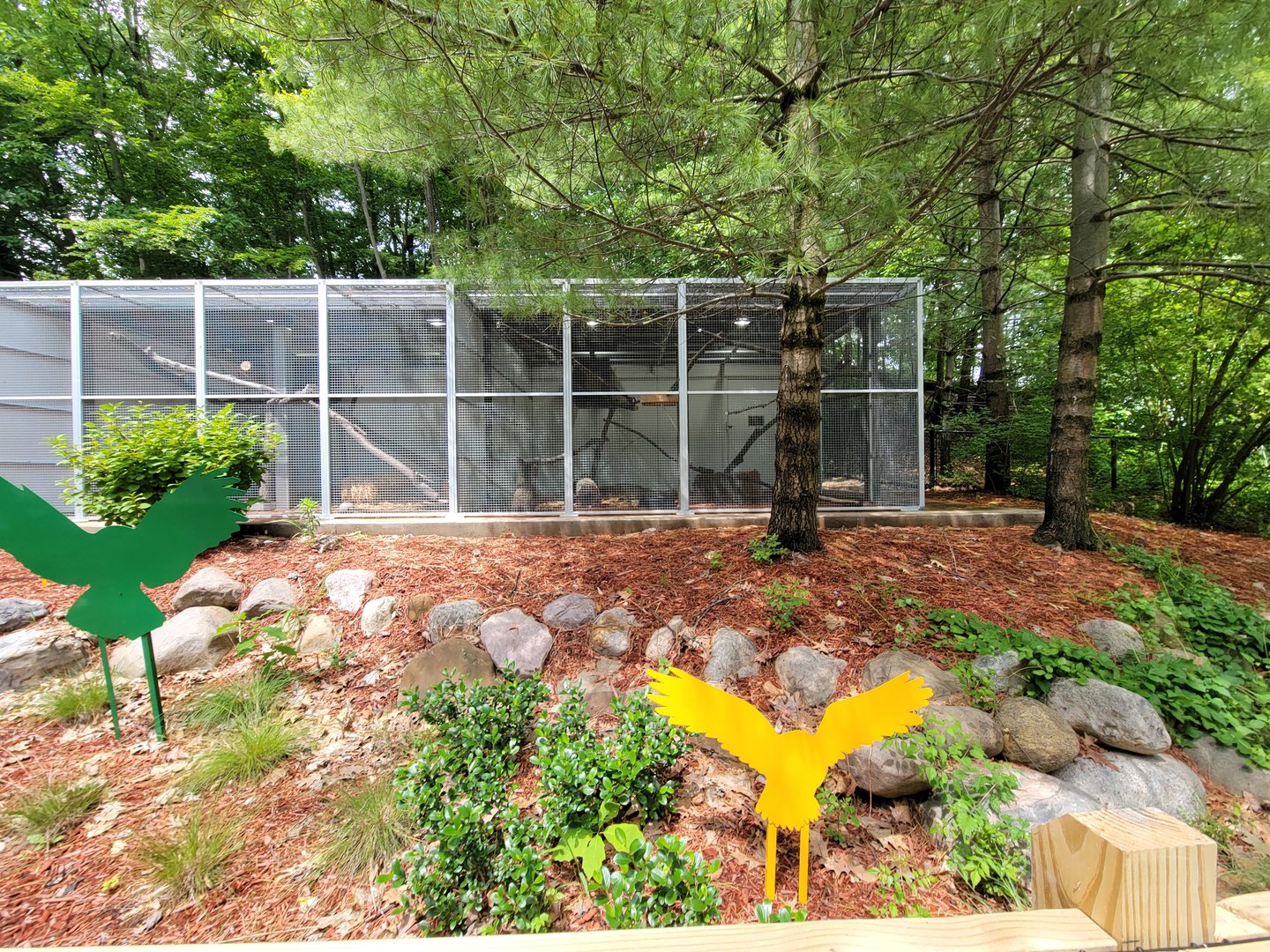 Cleveland Zoo - Australia, Barred owl