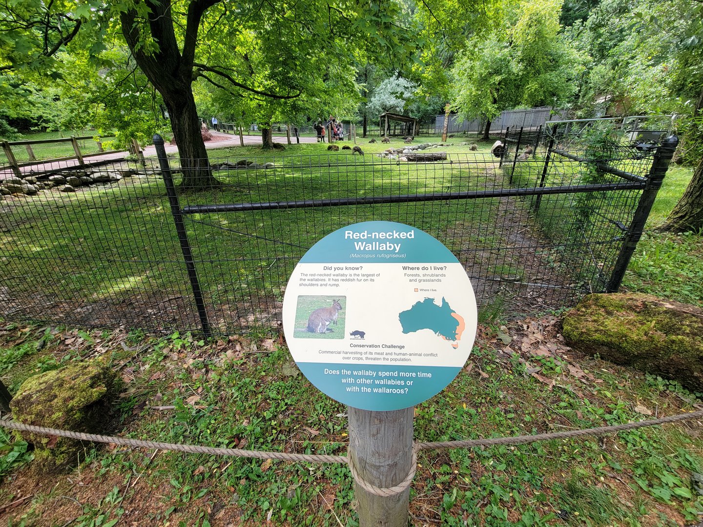 Cleveland Zoo - Australia, Bennett's wallaby, common wallaroo