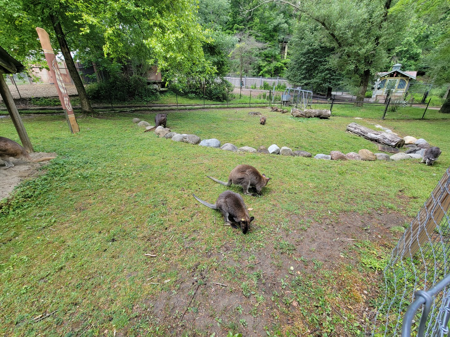 Cleveland Zoo - Australia, Bennett's wallaby, common wallaroo