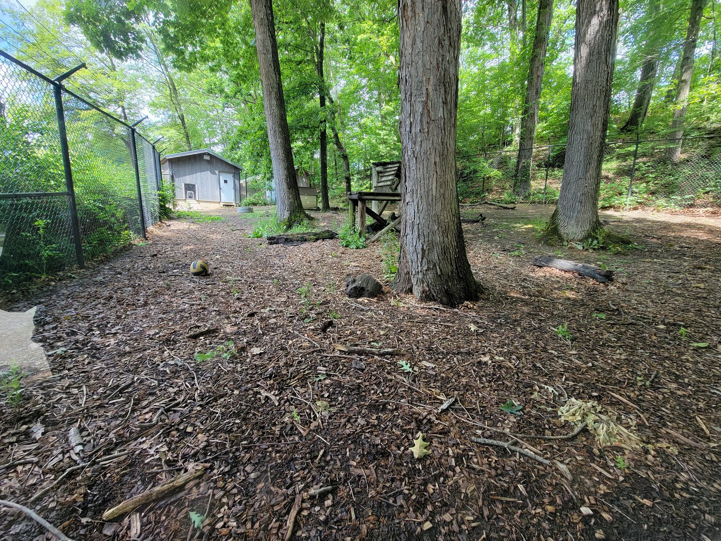 Cleveland Zoo - Australia, Dingo yard from glass viewing