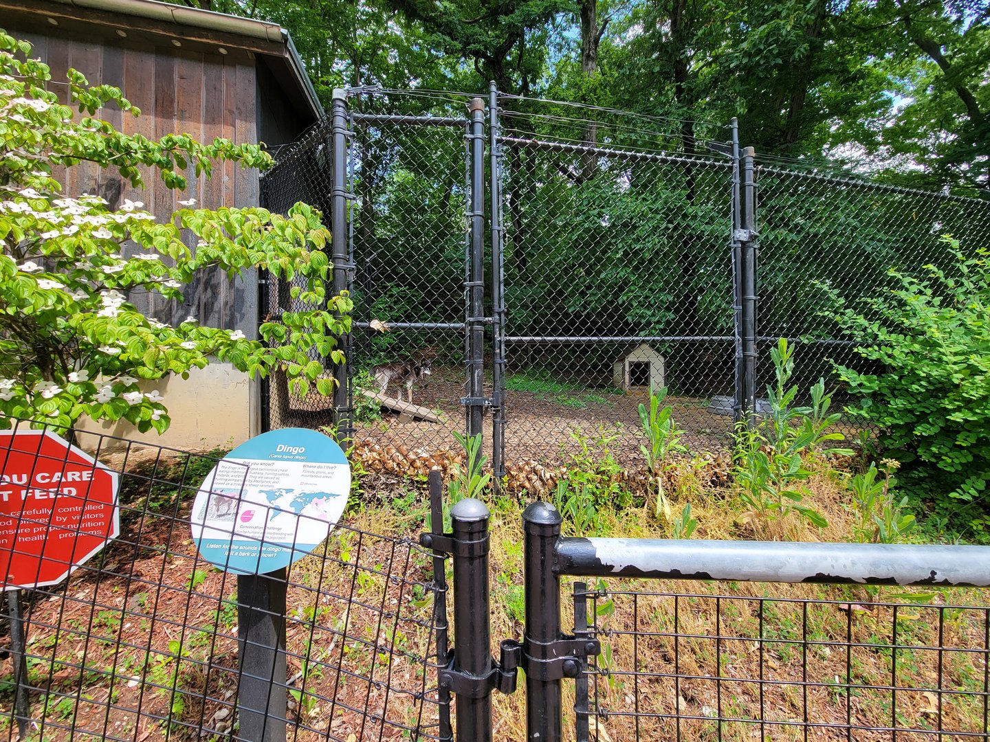 Cleveland Zoo - Australia, Dingo
