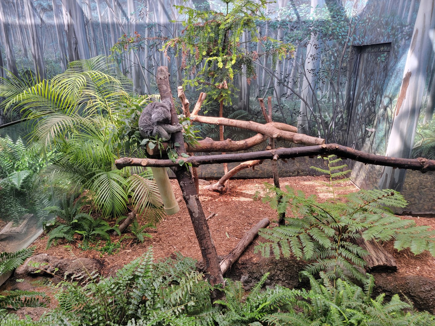 Cleveland Zoo - Australia, Koala