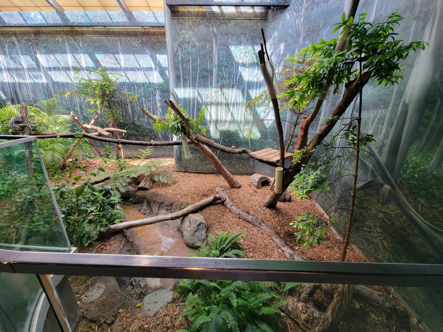 Cleveland Zoo - Australia, Koalas inside area