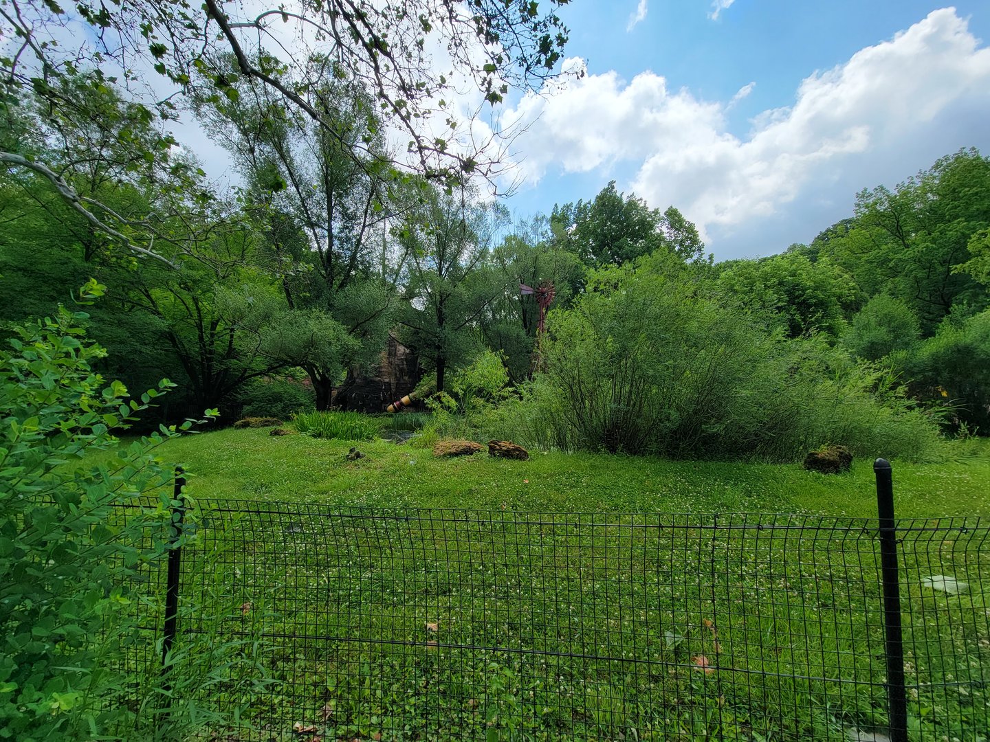 Cleveland Zoo - Australia, lush yard, first sighting of Yagga tree