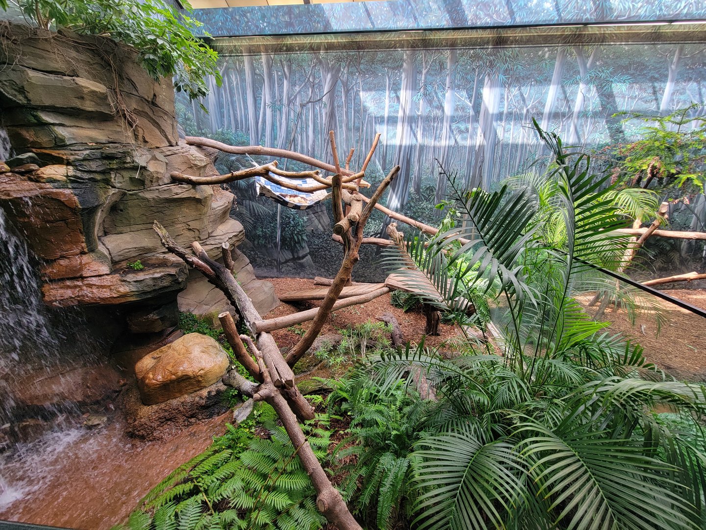 Cleveland Zoo - Australia, Matschie's tree kangaroo
