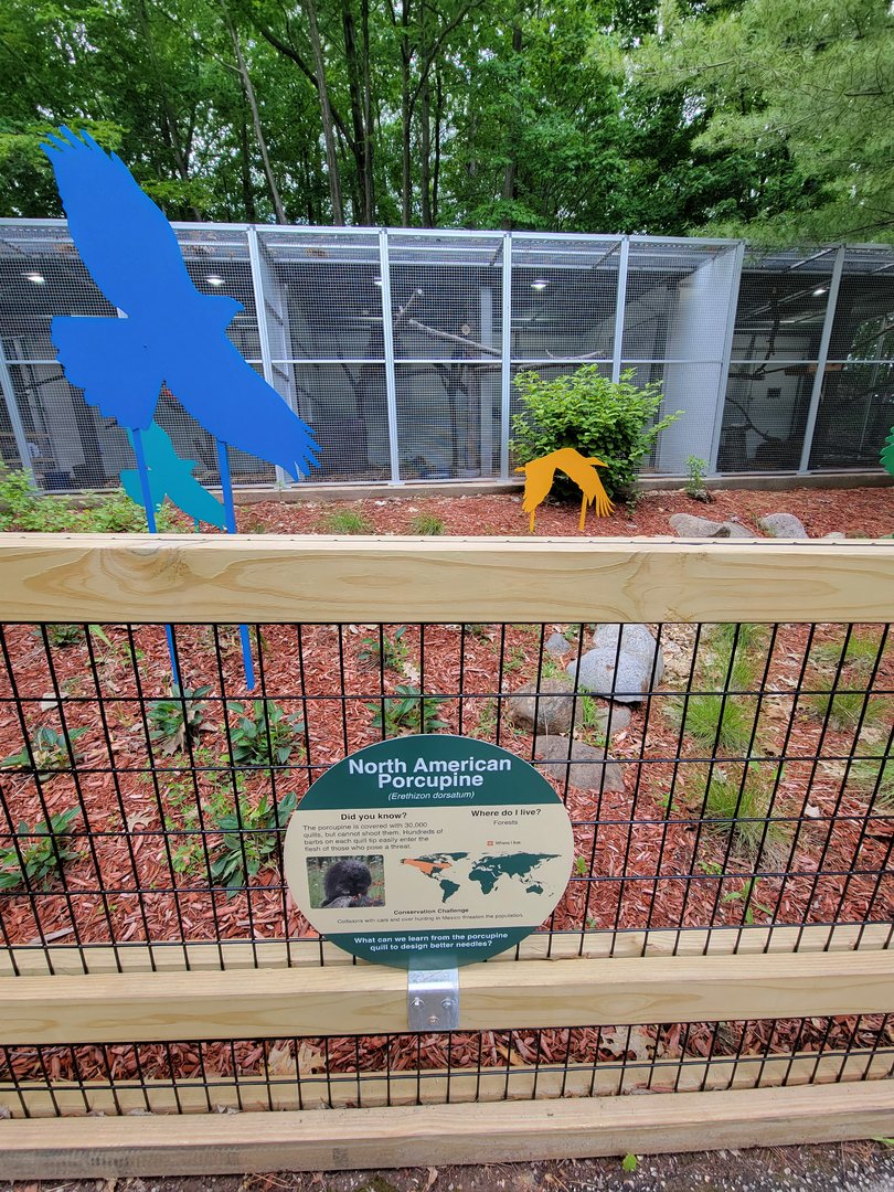 Cleveland Zoo - Australia, North American porcupine