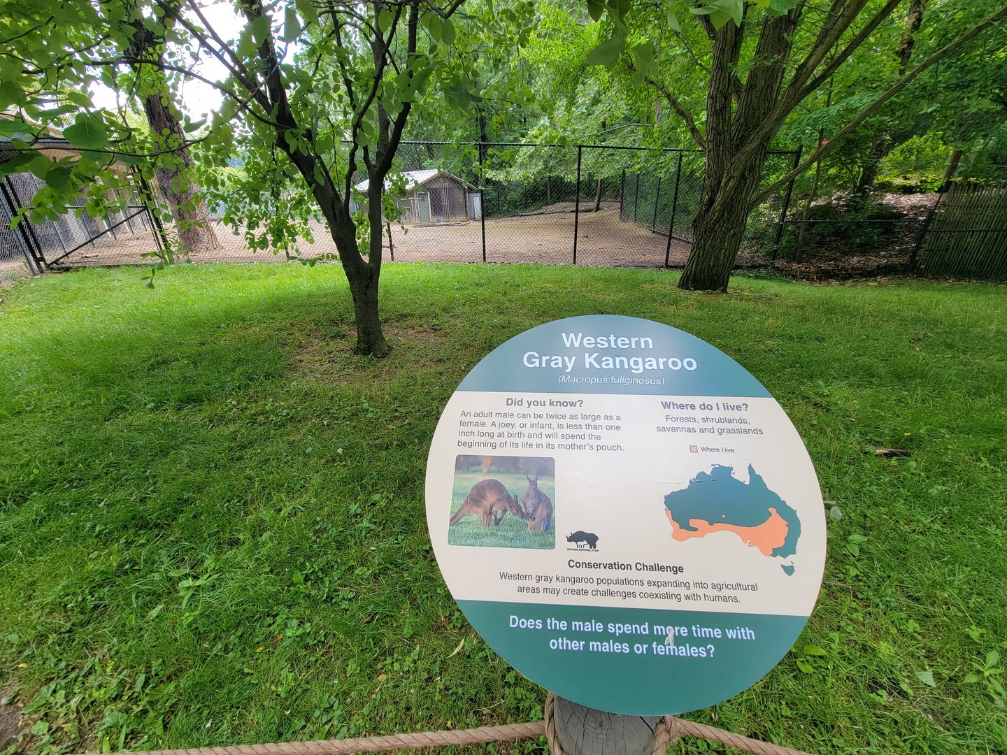 Cleveland Zoo - Australia, Western grey kangaroos, signage example