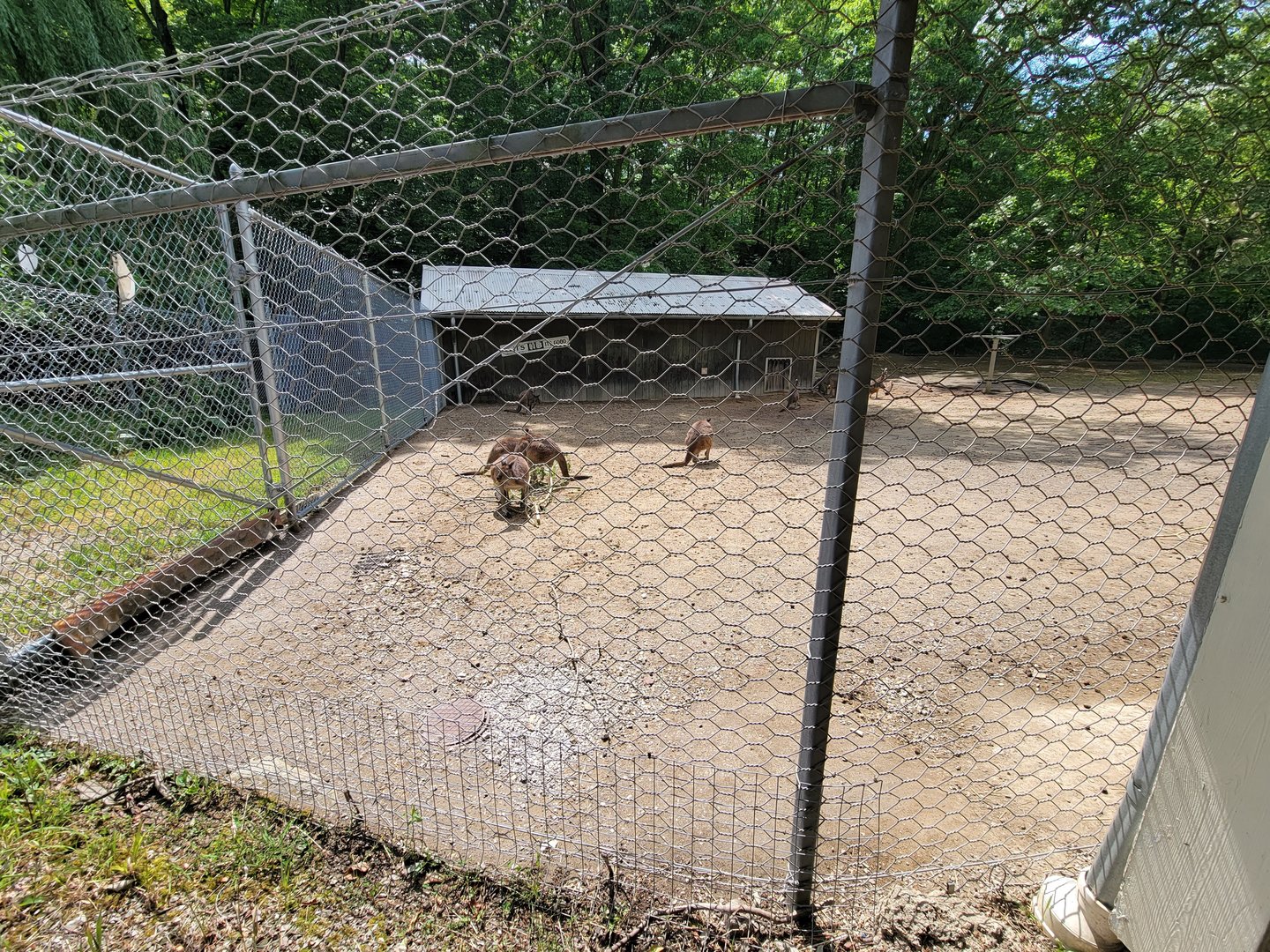 Cleveland Zoo - Australia, Western grey kangaroos