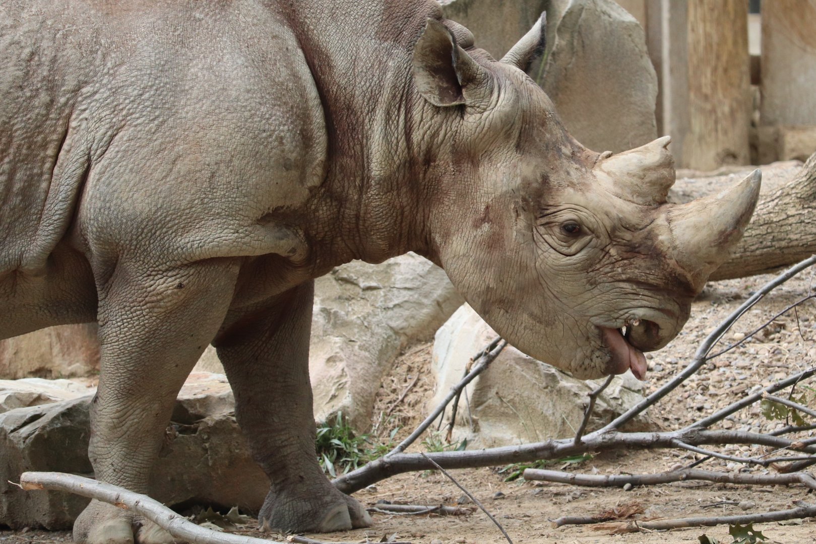 Cleveland Zoo - Black Rhinoceros