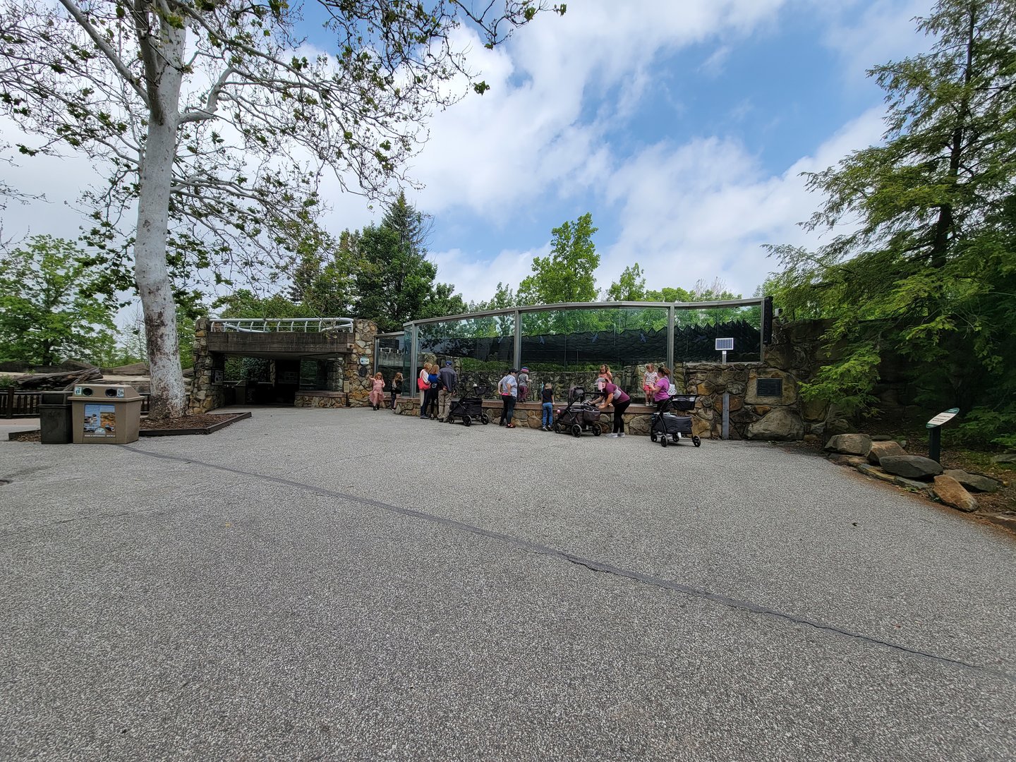 Cleveland Zoo - California sea lions