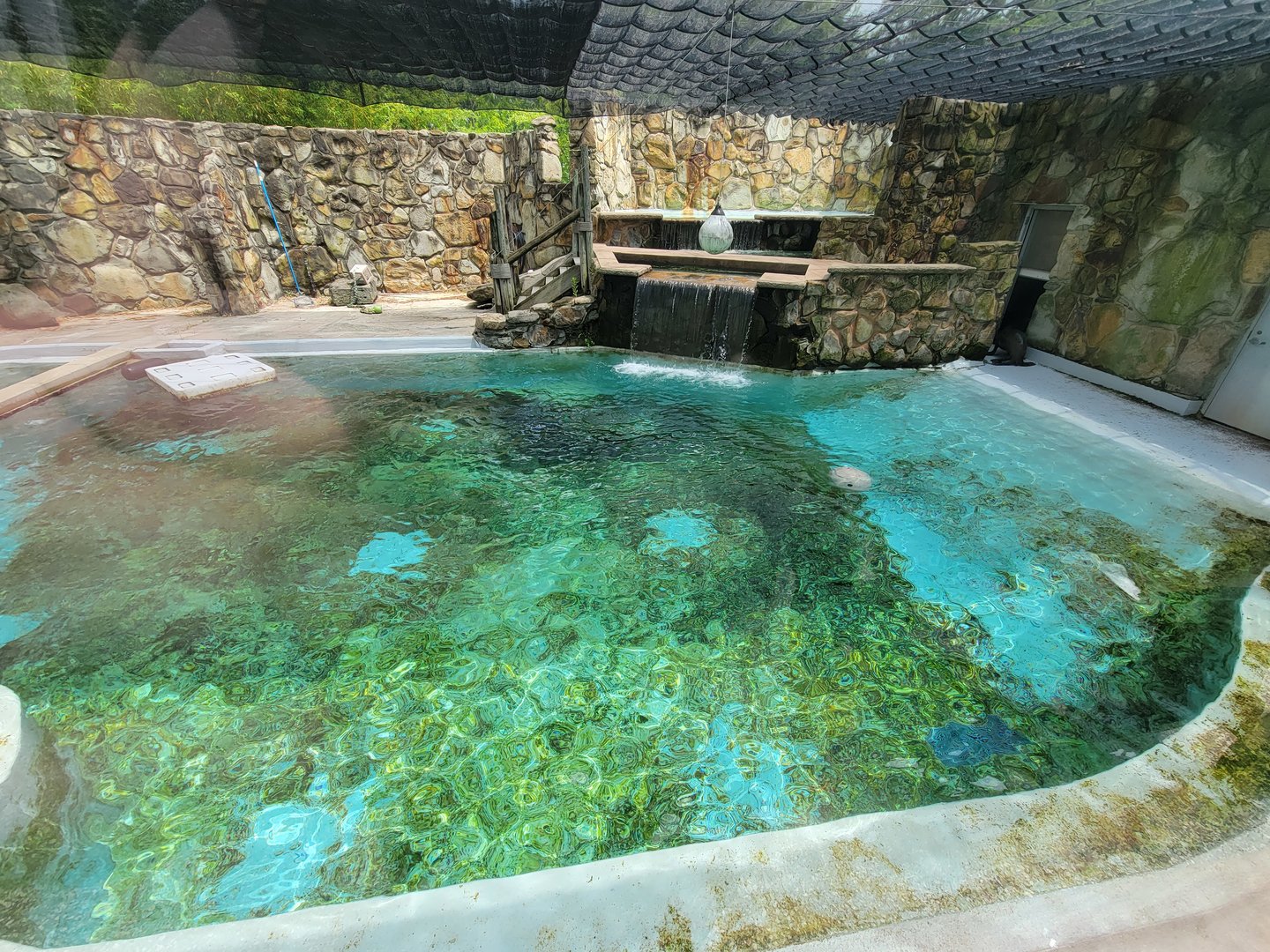 Cleveland Zoo - California sea lions
