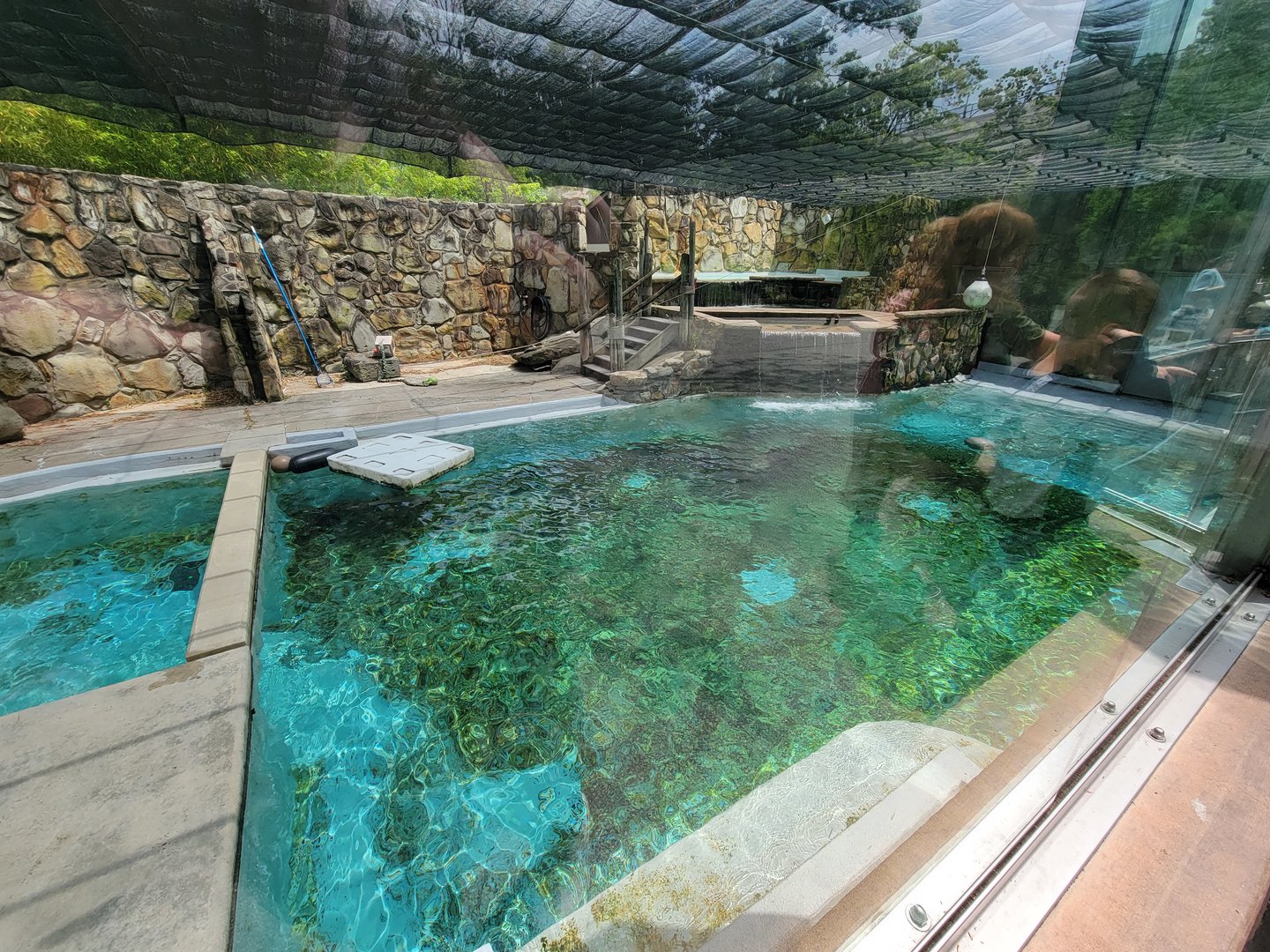 Cleveland Zoo - California sea lions