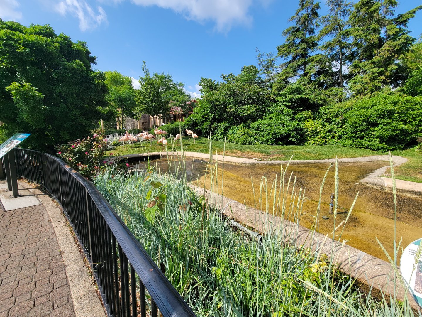 Cleveland Zoo - Chilean flamingo and bar-headed goose