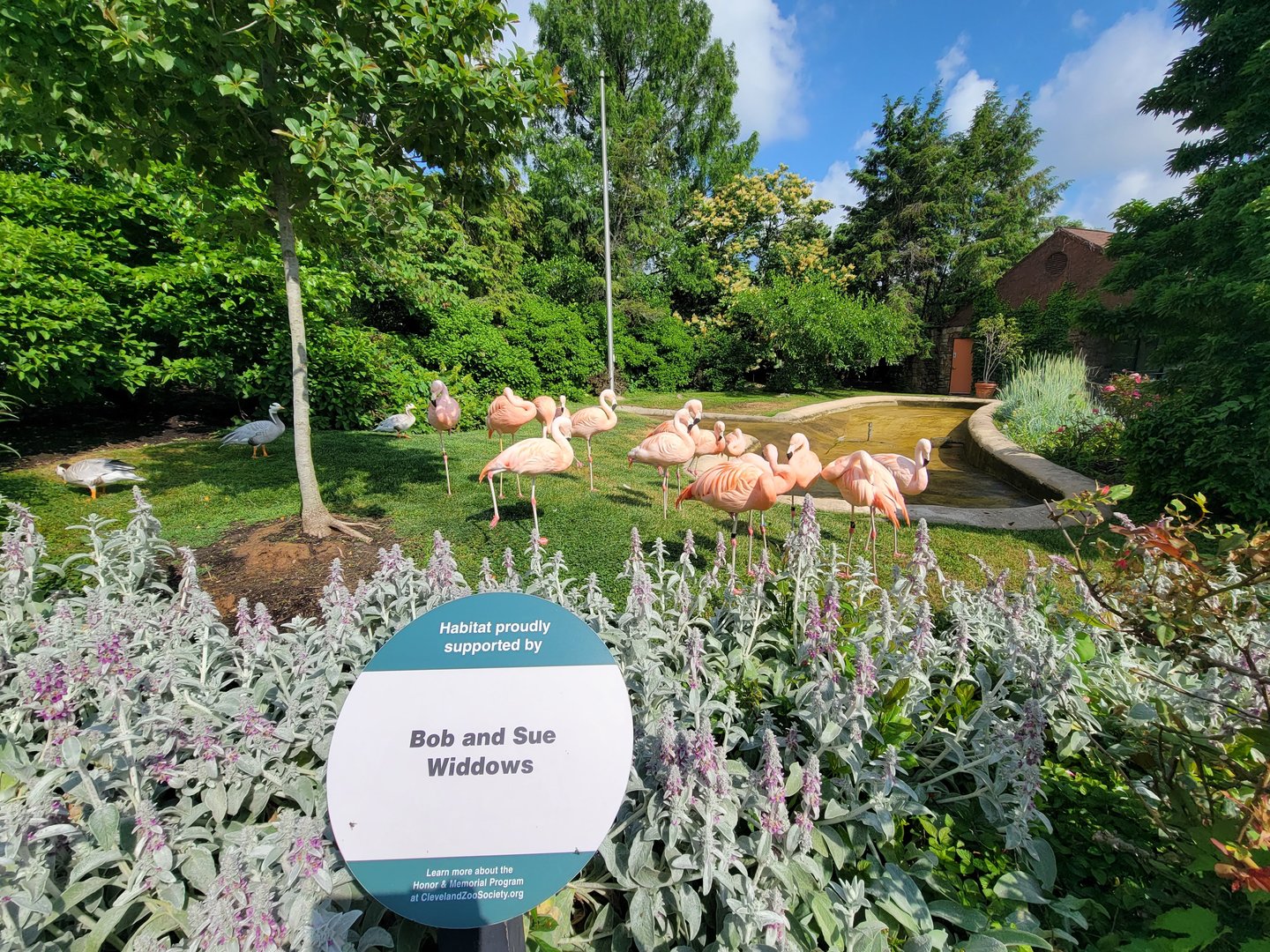 Cleveland Zoo - Chilean flamingo and bar-headed goose