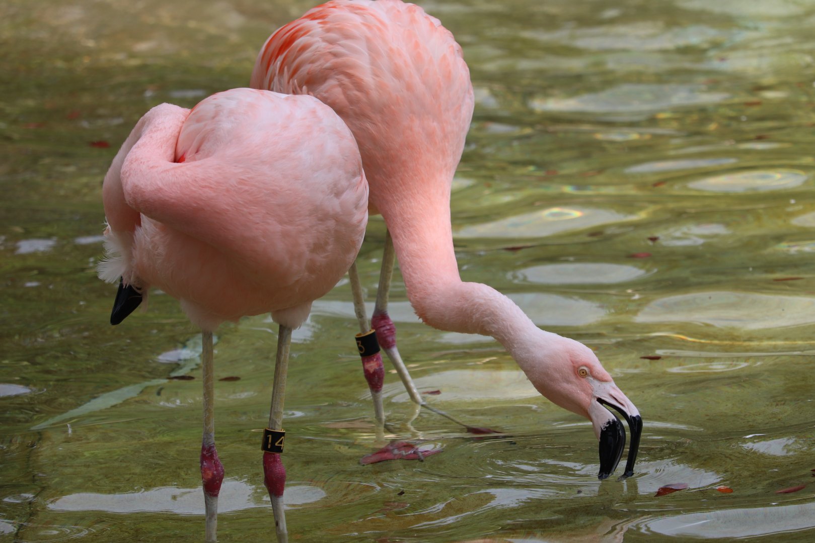 Cleveland Zoo - Chilean Flamingo