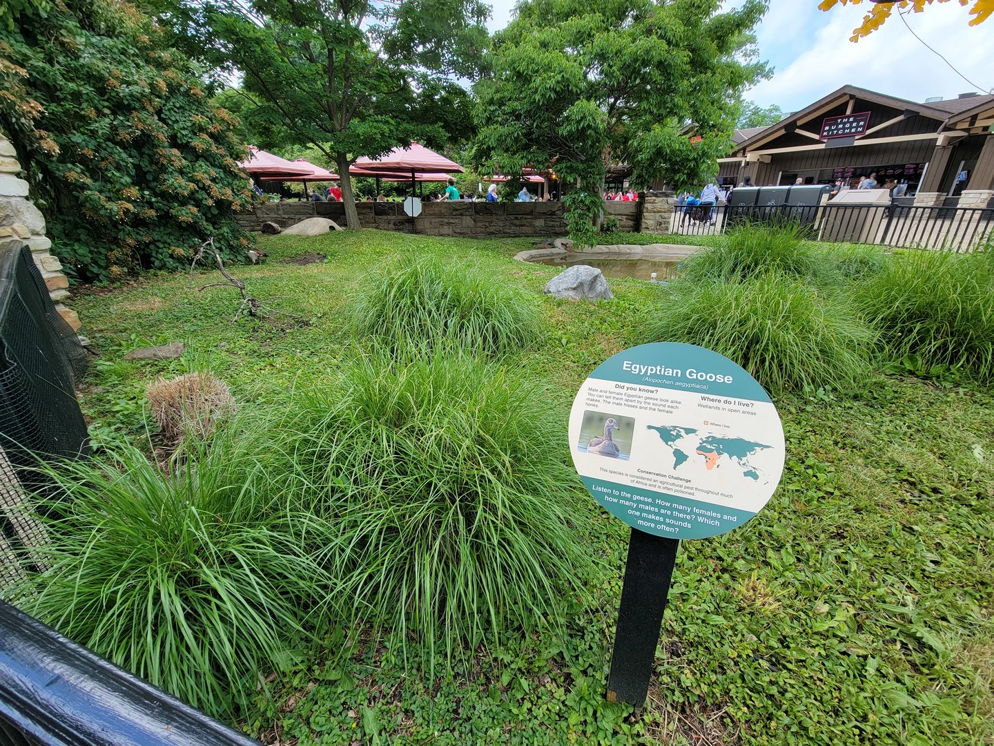 Cleveland Zoo - Egyptian goose, food court in background