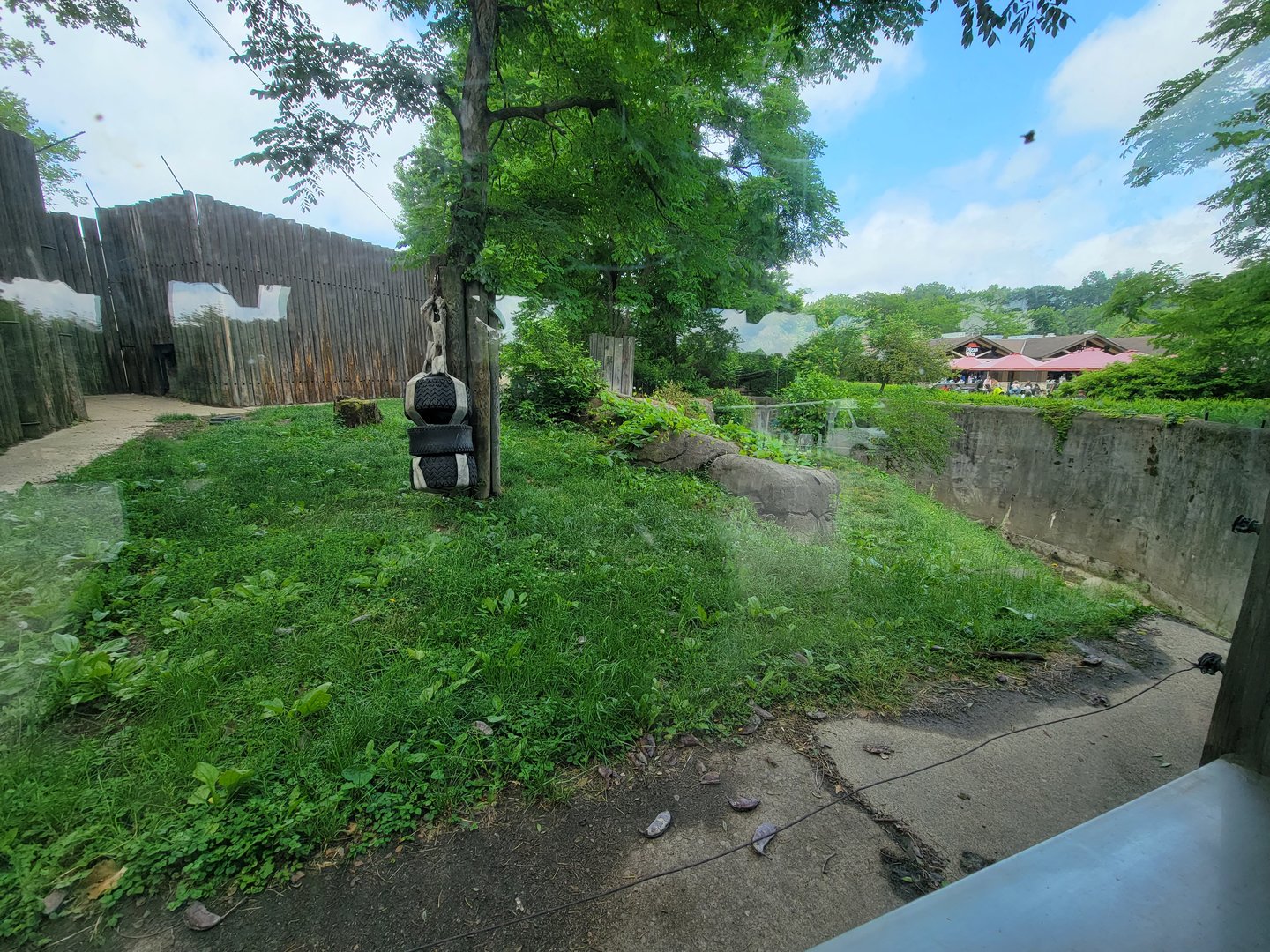 Cleveland Zoo - Lions