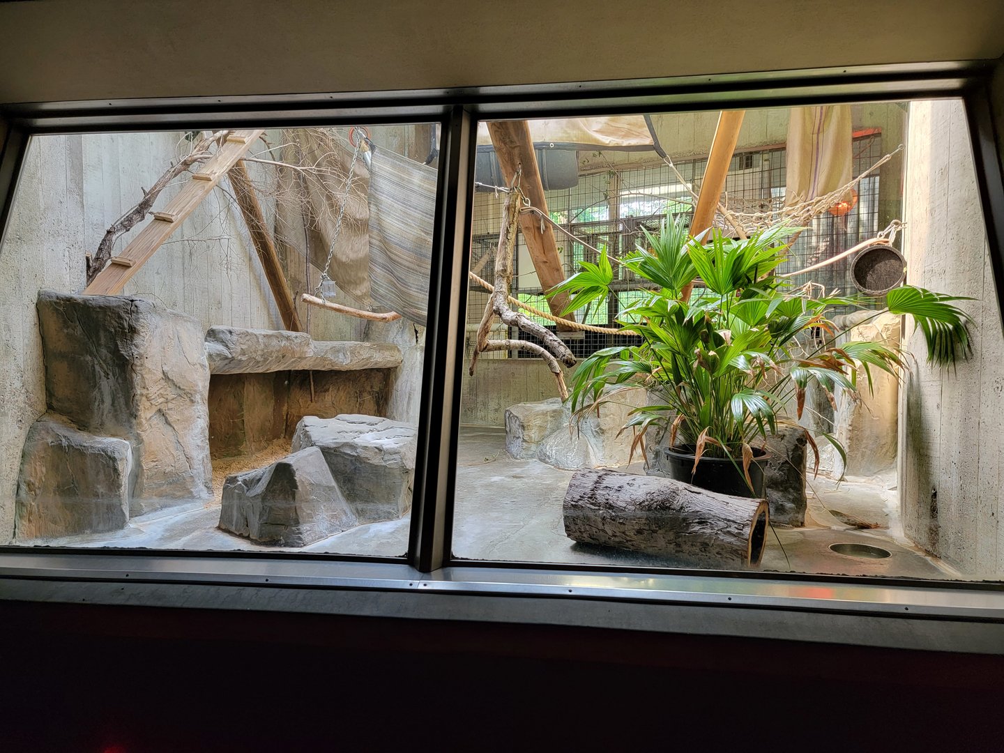 Cleveland Zoo - PCA, Allen's swamp monkey