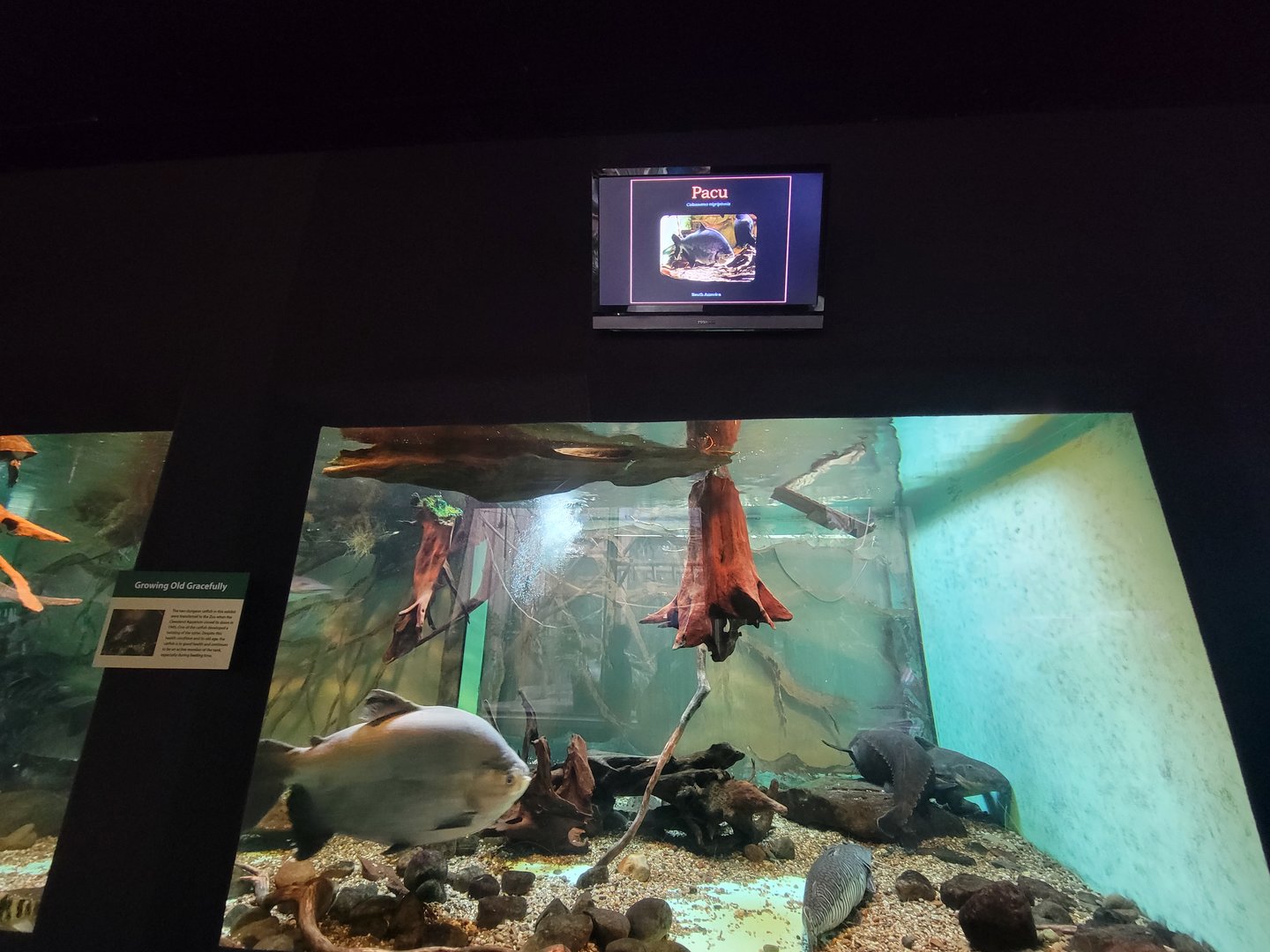 Cleveland Zoo - PCA, Amazon river tank