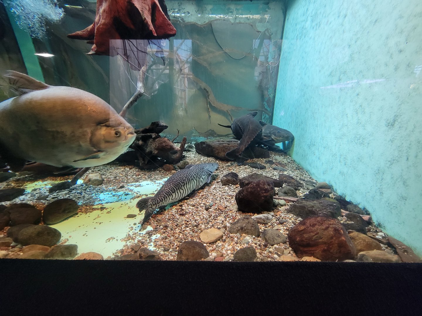 Cleveland Zoo - PCA, Amazon river tank