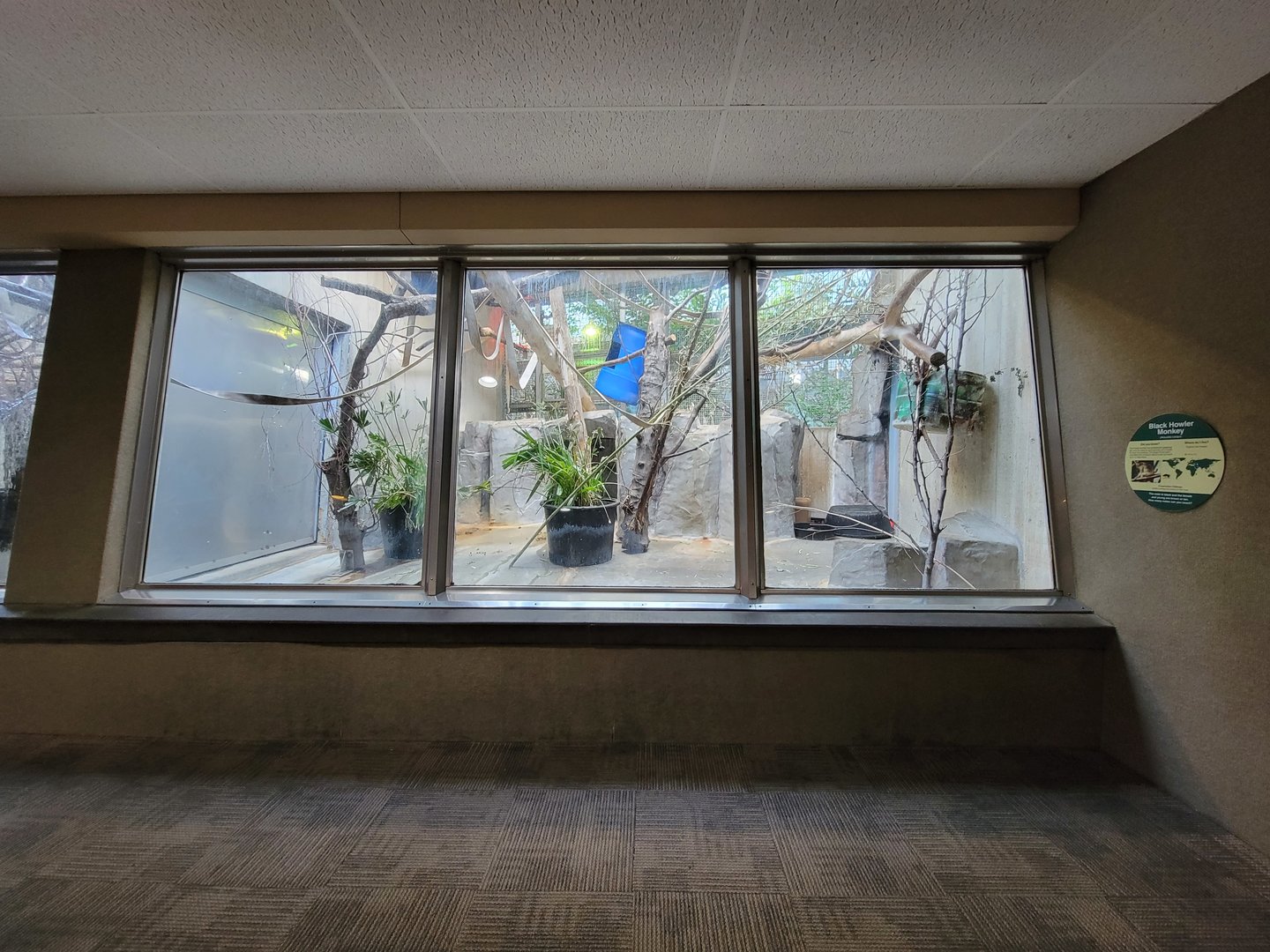 Cleveland Zoo - PCA, Black howler