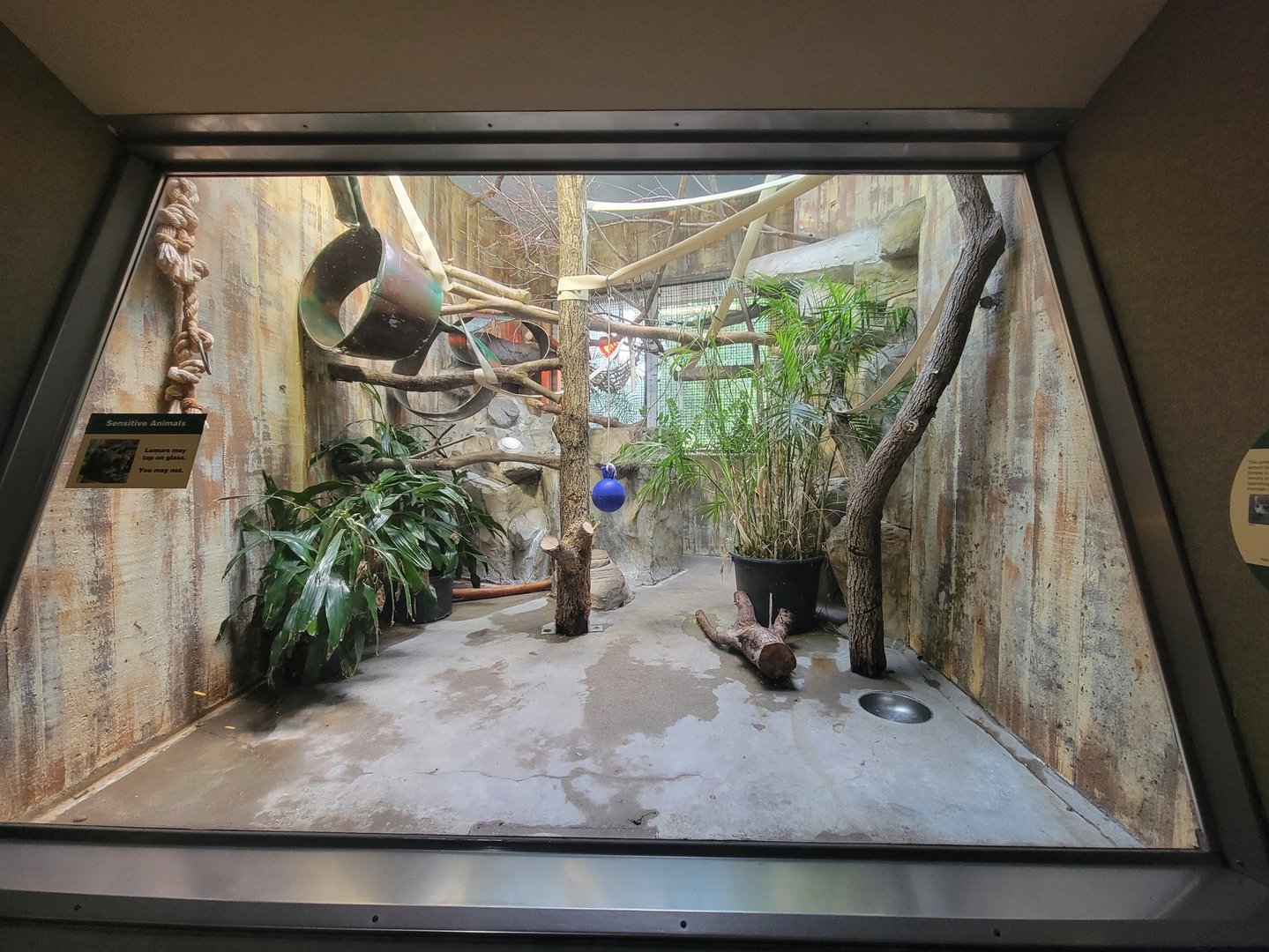 Cleveland Zoo - PCA, Crowned lemur