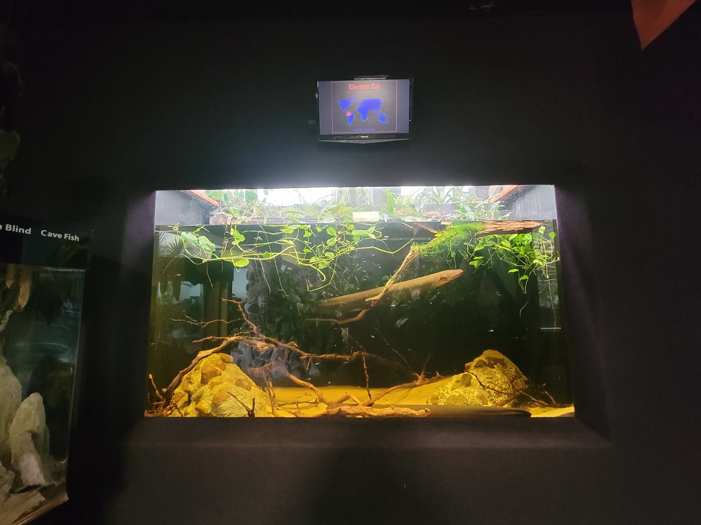 Cleveland Zoo - PCA, Electric eel