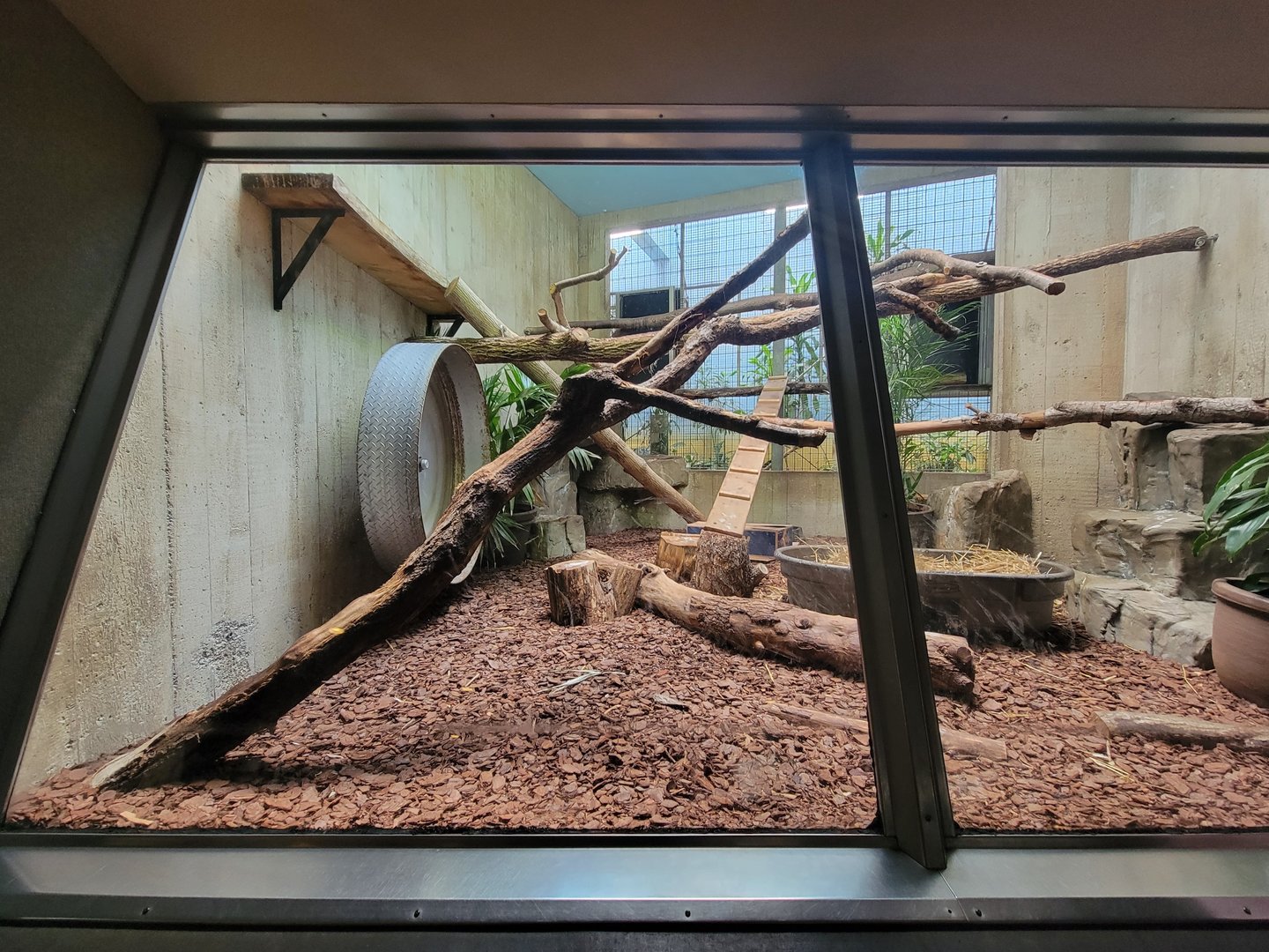 Cleveland Zoo - PCA, Fossa exhibit #2, looks the same as #1