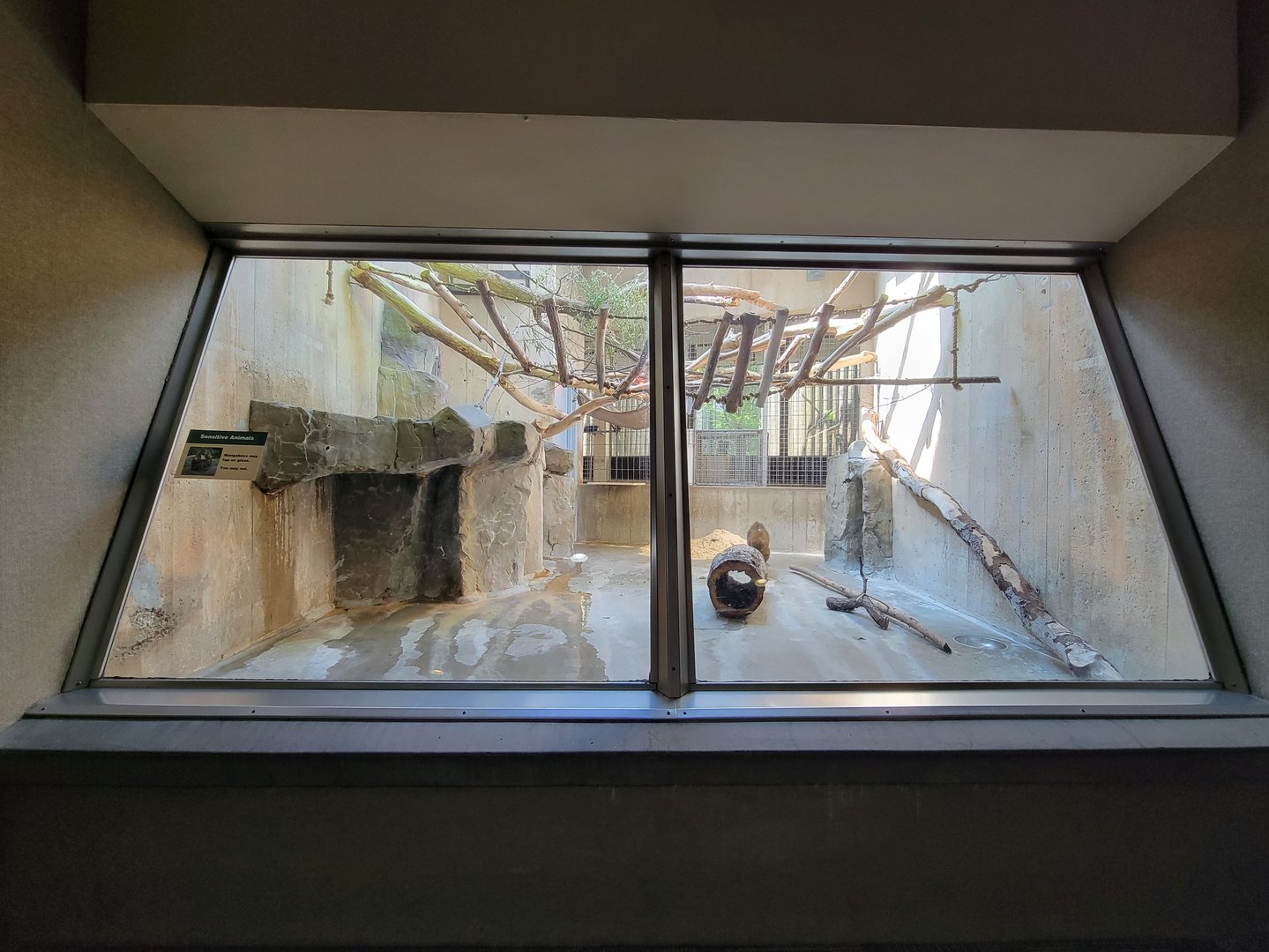 Cleveland Zoo - PCA, Golden-bellied mangabeys