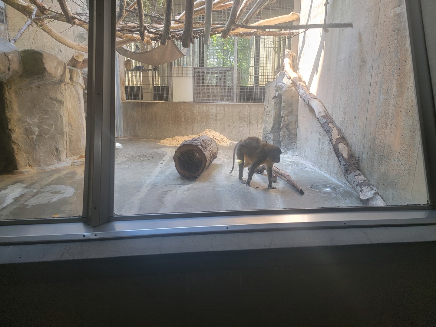 Cleveland Zoo - PCA, Golden-bellied mangabeys