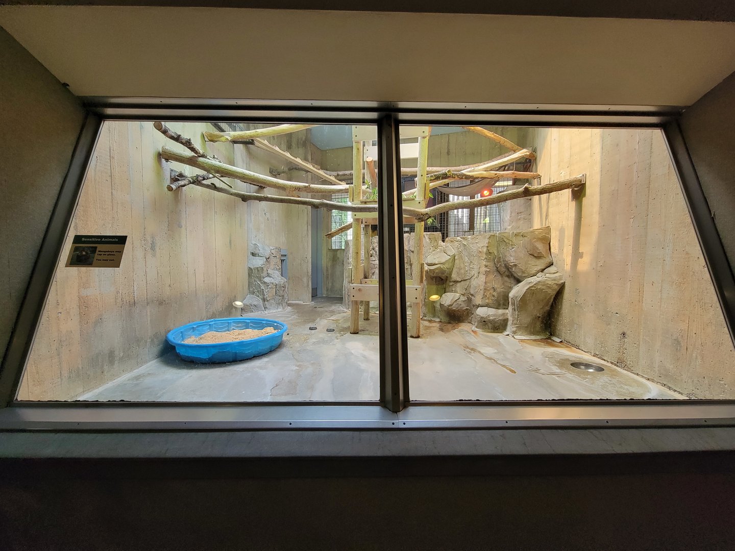 Cleveland Zoo - PCA, Golden-bellied mangabeys