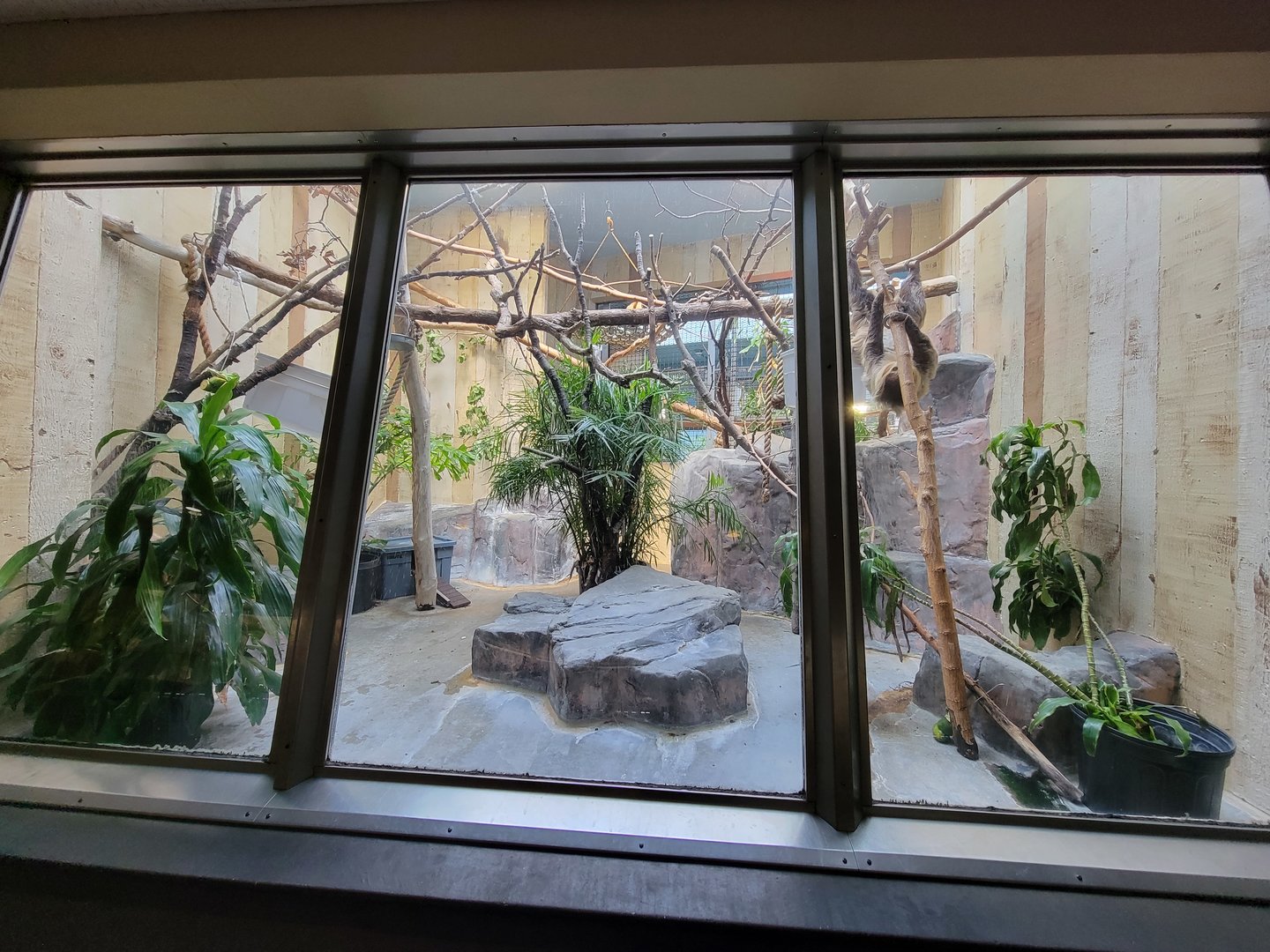 Cleveland Zoo - PCA, Golden lion tamarin, white-faced saki, Linnaeus's two-toed sloth, southern three-banded armadillo