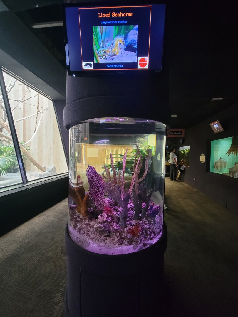 Cleveland Zoo - PCA, Lined seahorses