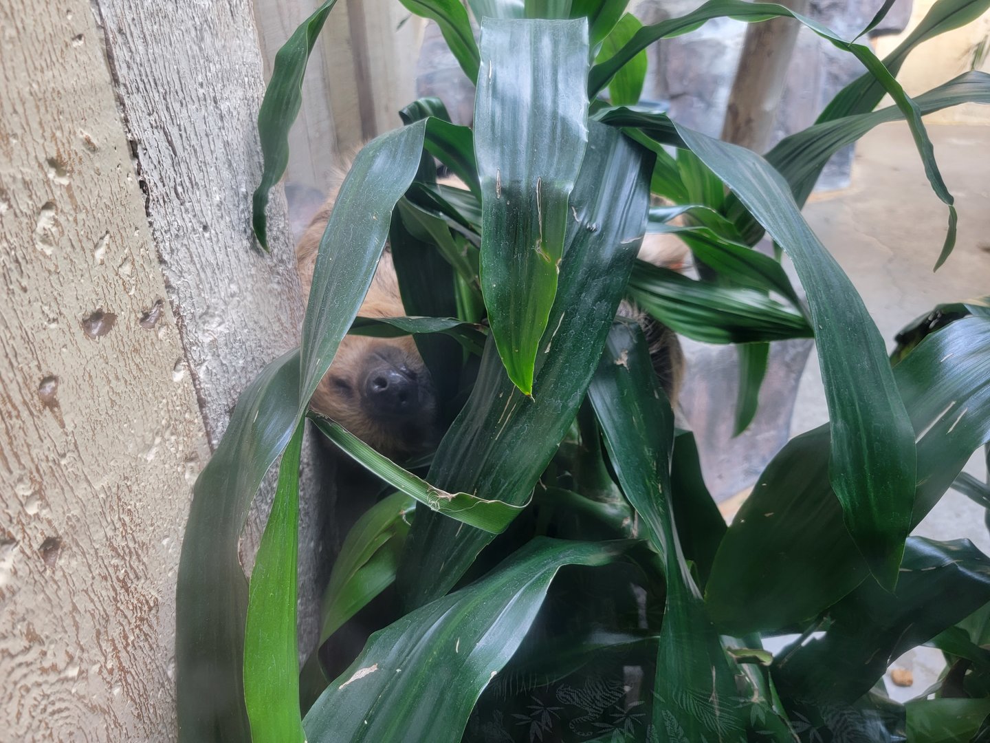 Cleveland Zoo - PCA, Linnaeus's sloth in a plant :)