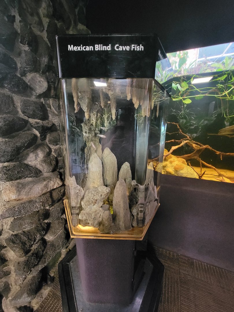 Cleveland Zoo - PCA, Mexican blind cave fish