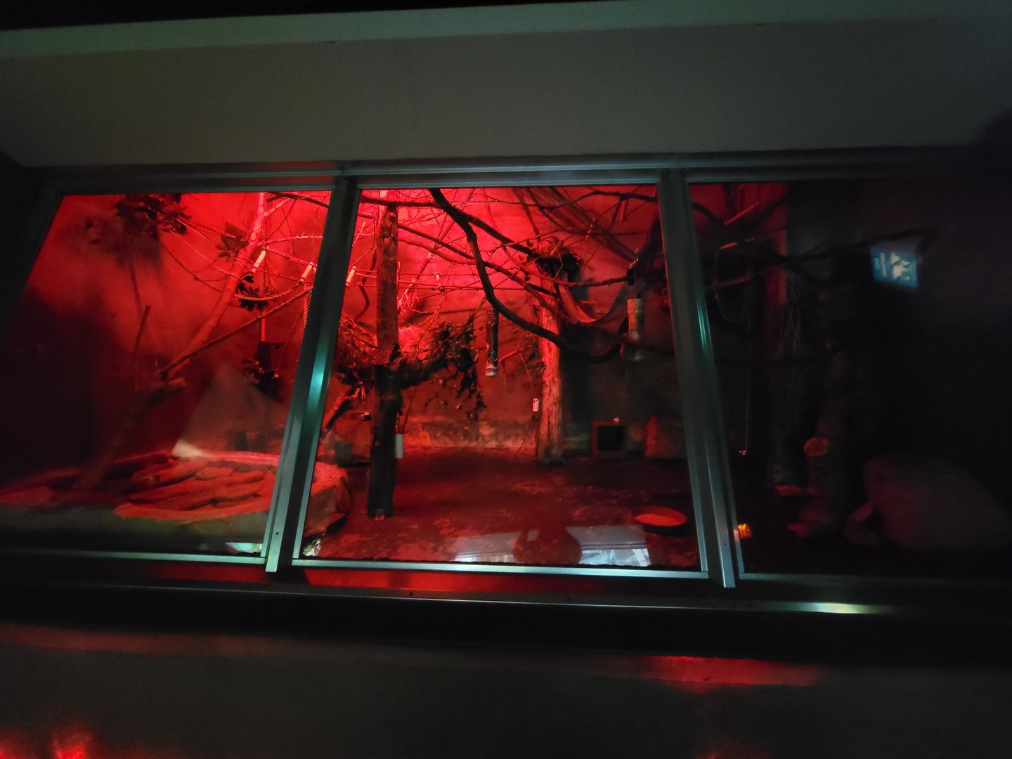 Cleveland Zoo - PCA, Moholi bushbaby