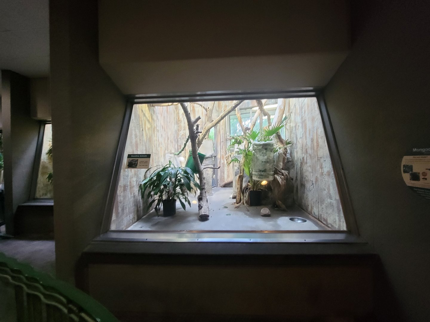 Cleveland Zoo - PCA, Mongoose lemur